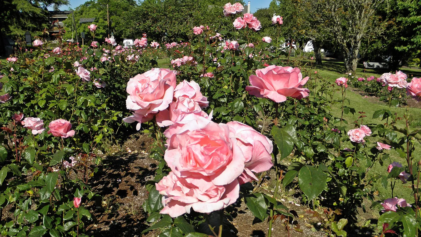 Queen Elizabeth Rose (Rosa 'Queen Elizabeth') — reaching up to 5-7 feet in height and spreading 3-4 feet wide; each flower comprises a high-centered form with