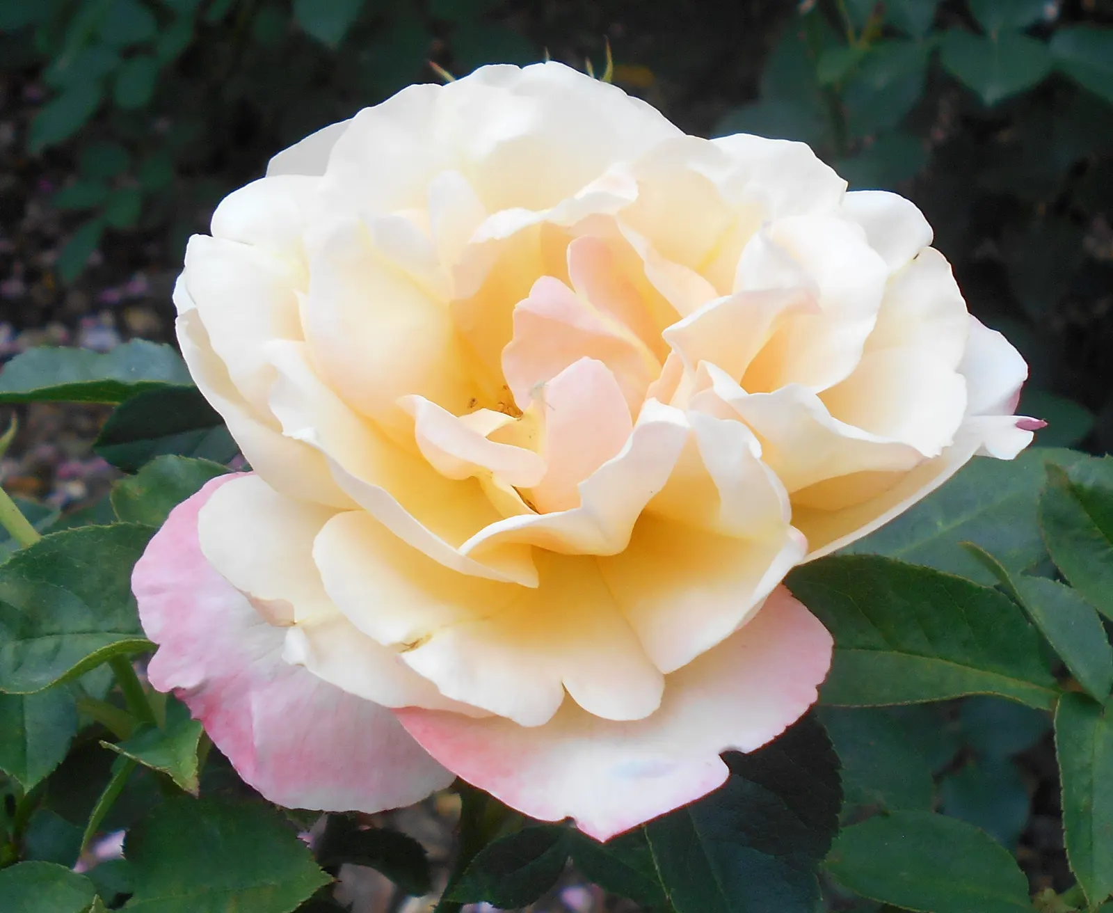 Queen Elizabeth Rose (Rosa 'Queen Elizabeth') — shrub with pink blooms