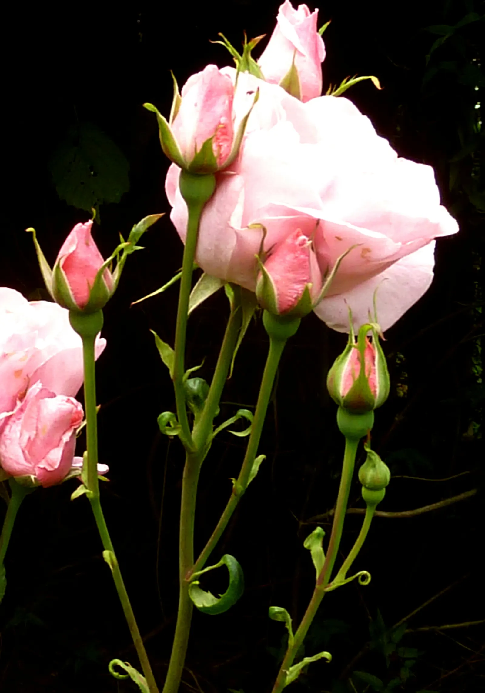 Queen Elizabeth Rose (Rosa 'Queen Elizabeth') — Esteemed for its profuse, pink blooms with a mild fragrance, it flourishes in well-drained loam