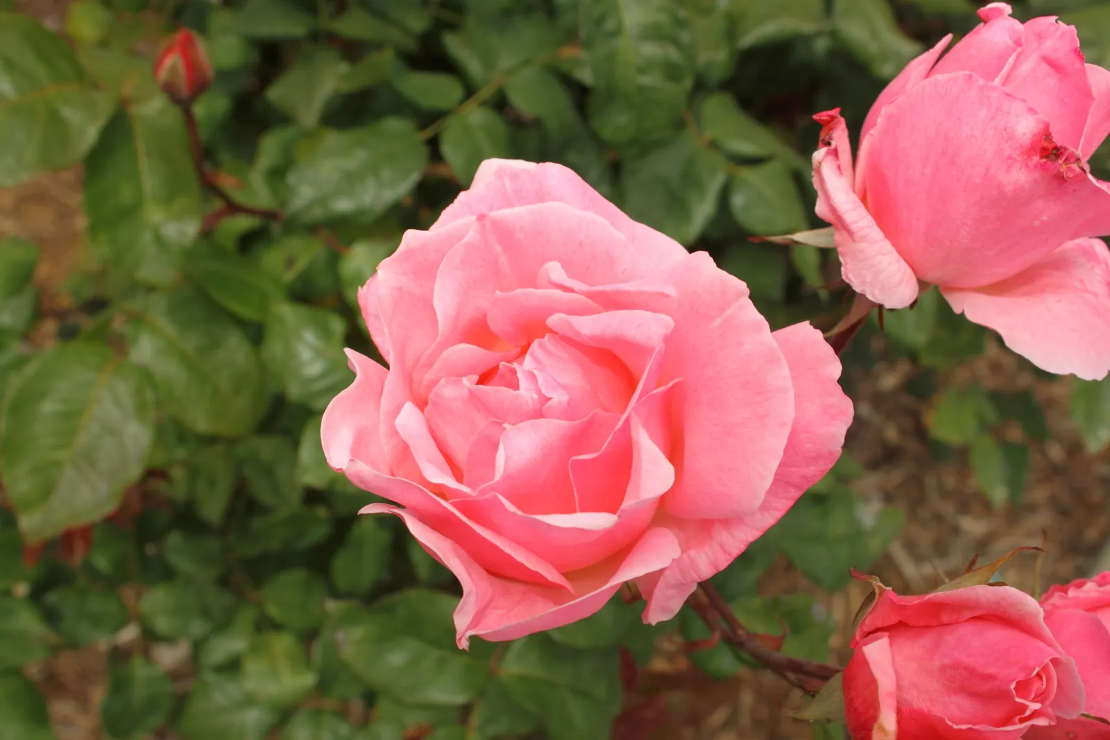 Queen Elizabeth Rose (Rosa 'Queen Elizabeth') — demanding presence within a mixed border or as a standalone specimen; particularly against rust and mildew