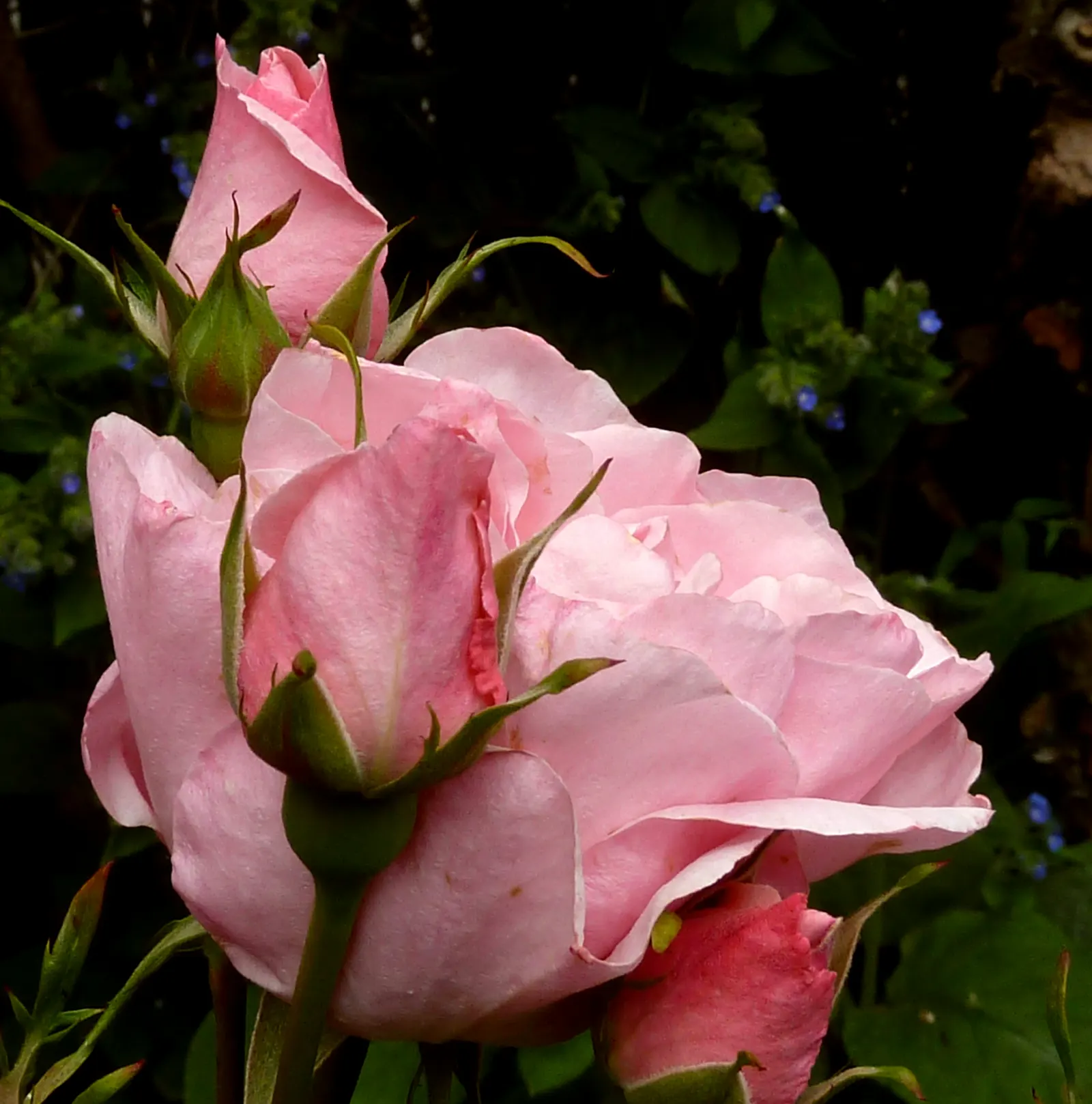 Queen Elizabeth Rose (Rosa 'Queen Elizabeth') — it can attain a height of 4 to 6 feet with a spread of around 2 to 3 feet; demanding presence, image 74