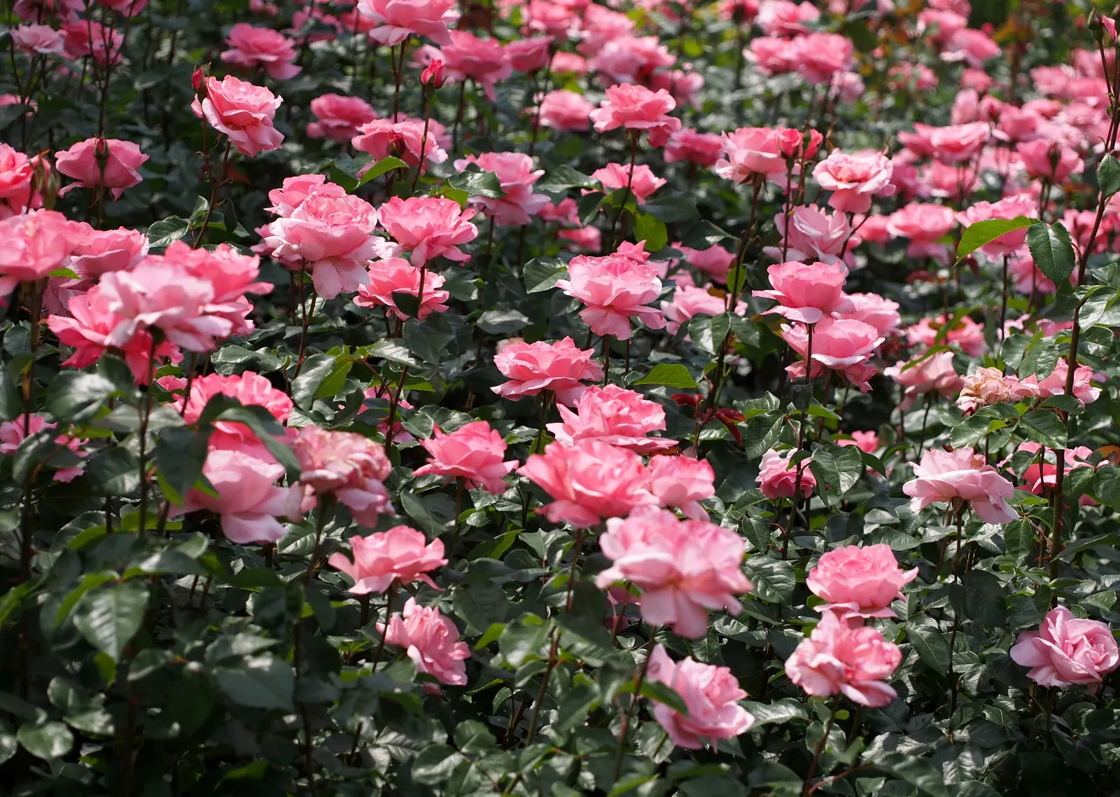Queen Elizabeth Rose (Rosa 'Queen Elizabeth') — commonly known as the Queen Elizabeth Rose; this rose continuously produces large blooms about 3 to, image 93