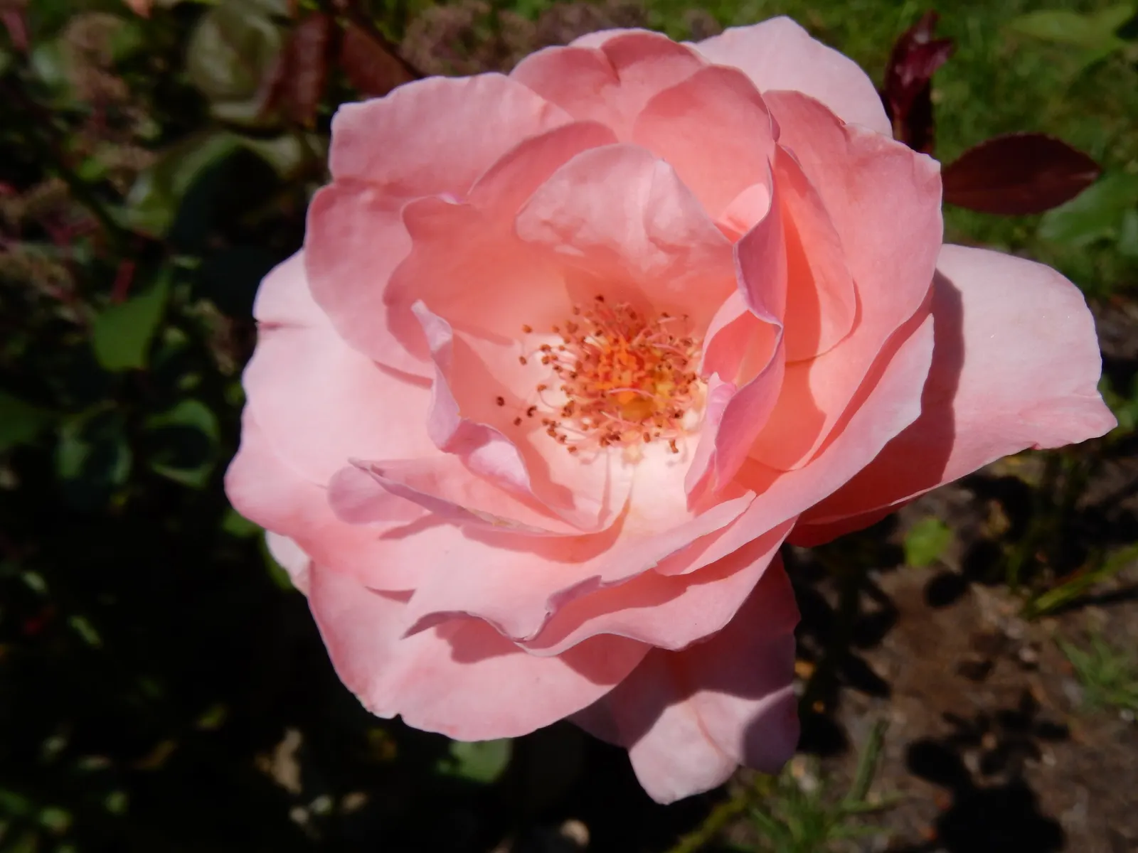 Queen Elizabeth Rose (Rosa 'Queen Elizabeth') — Esteemed for its profuse, pink blooms with a mild fragrance, it flourishes in well-drained loam; its regal