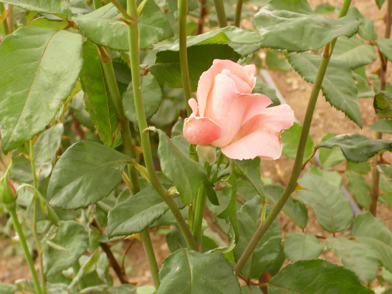 Queen Elizabeth Rose (Rosa 'Queen Elizabeth') — radiating a soft pink hue that adds a serene color palette to your garden design; it requires, image 78
