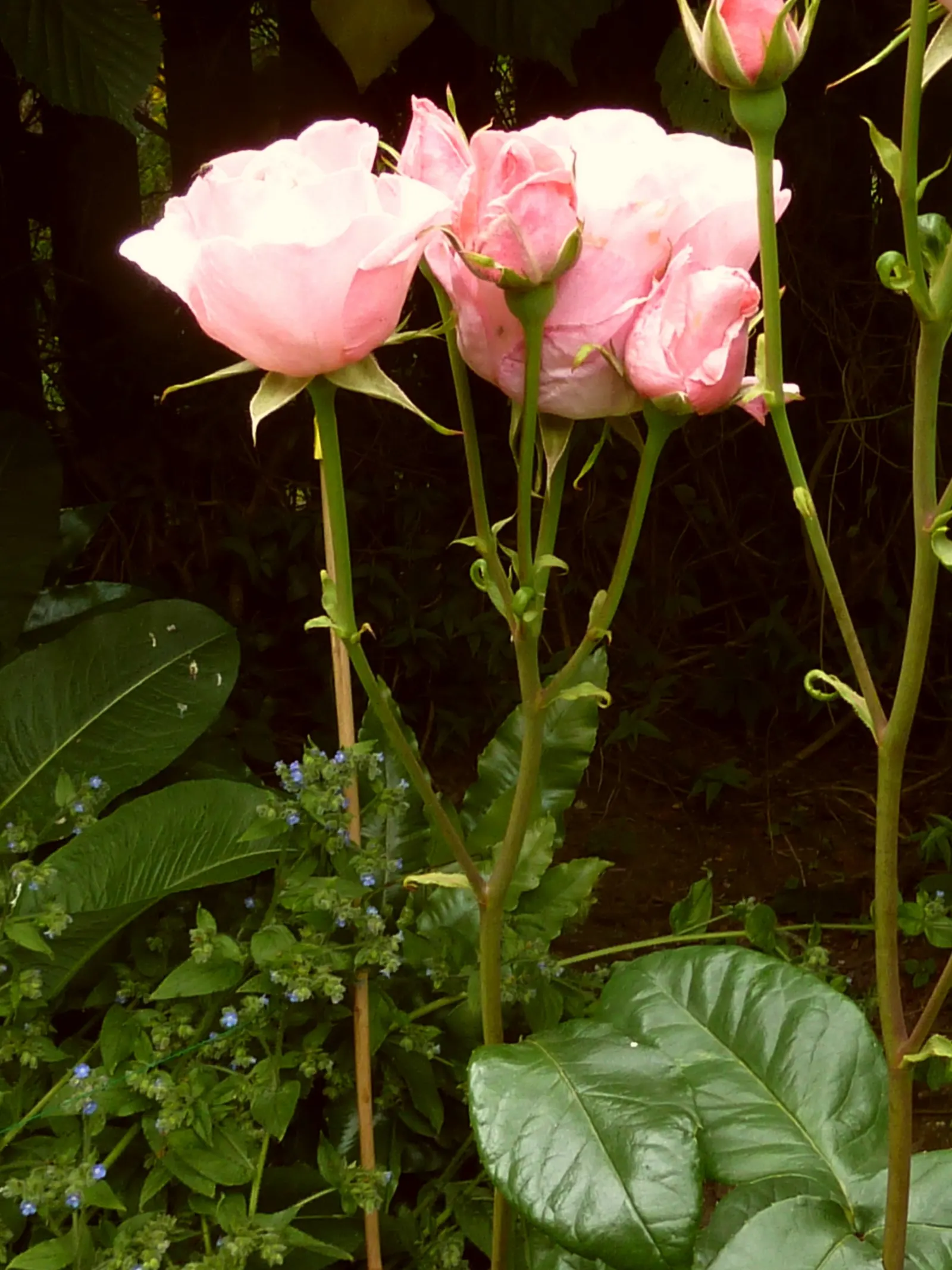 Queen Elizabeth Rose (Rosa 'Queen Elizabeth') — shrub with pink blooms; radiating a soft pink hue that adds a serene color palette to your garden, image 87