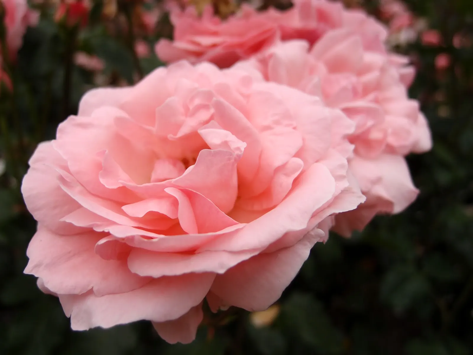 Queen Elizabeth Rose (Rosa 'Queen Elizabeth') — is an elegant grandiflora cultivar that presents a classic touch to any garden landscape; making it a robust