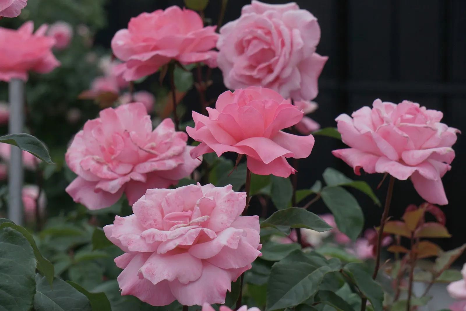 Queen Elizabeth Rose (Rosa 'Queen Elizabeth') — radiating a soft pink hue that adds a serene color palette to your garden design