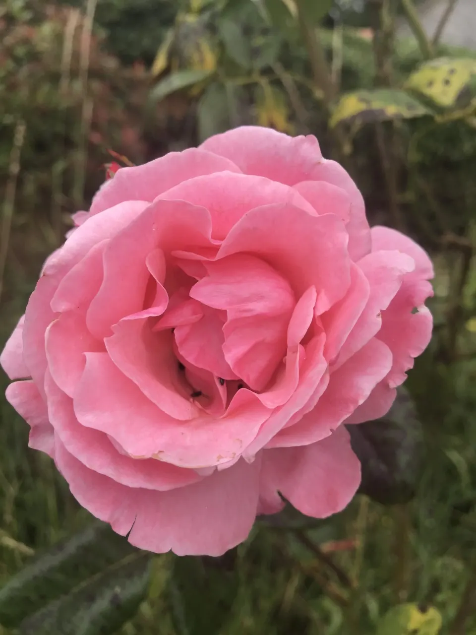Queen Elizabeth Rose (Rosa 'Queen Elizabeth') — preferring full sun exposure to promote optimal blooming