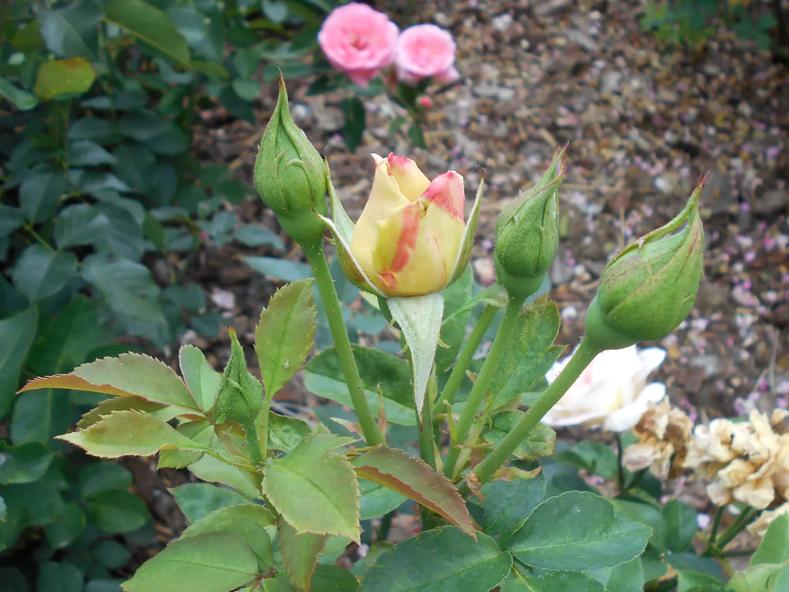Queen Elizabeth Rose (Rosa 'Queen Elizabeth') — Esteemed for its profuse, pink blooms with a mild fragrance, it flourishes in well-drained loam, image 91