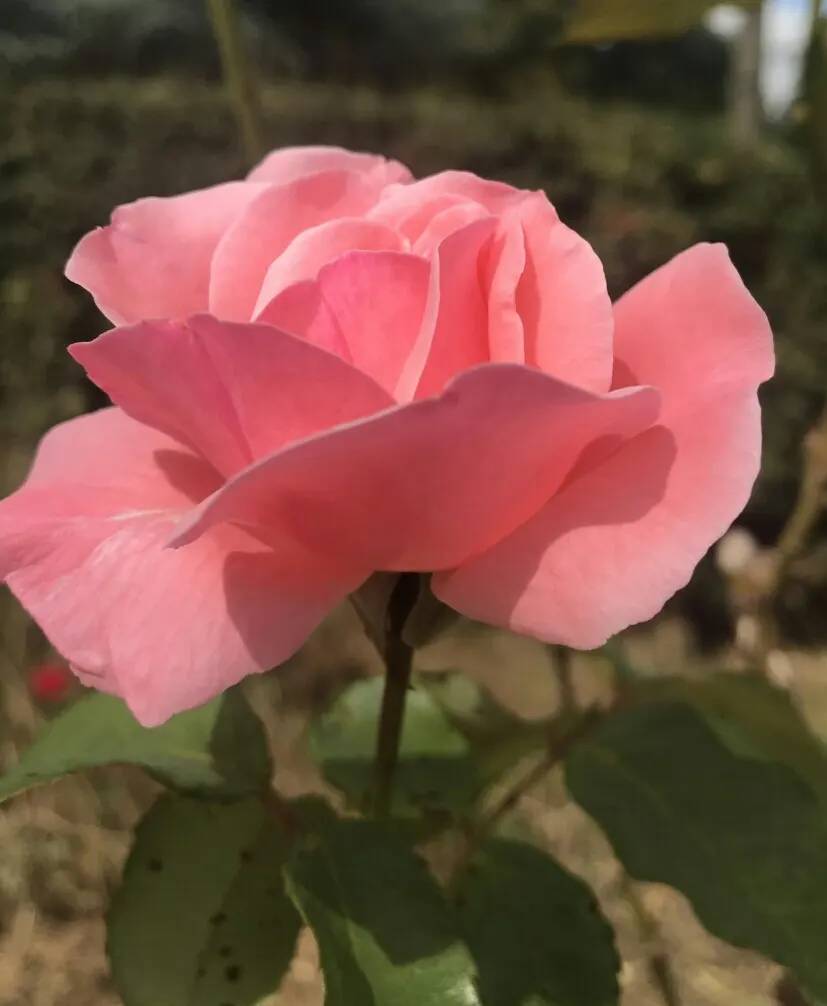 Queen Elizabeth Rose (Rosa 'Queen Elizabeth') — making it a robust and low-maintenance choice