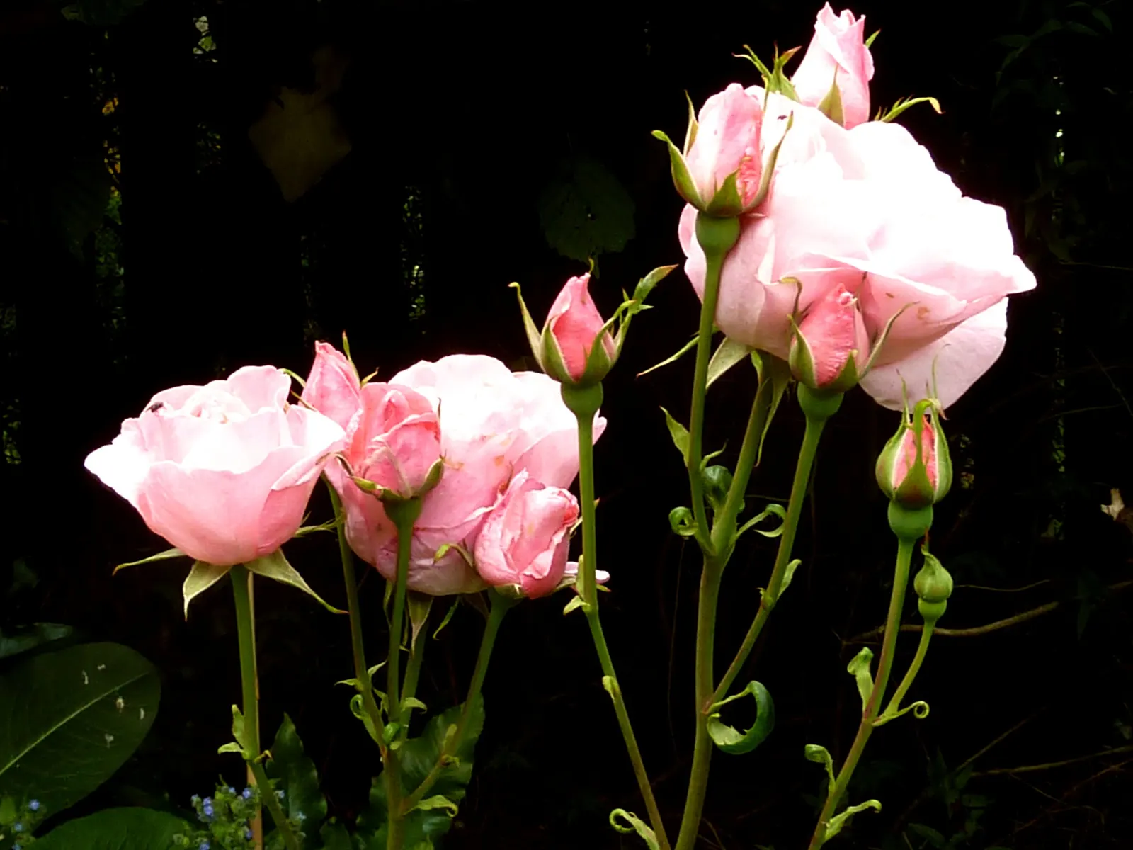 Queen Elizabeth Rose (Rosa 'Queen Elizabeth') — making it a robust and low-maintenance choice; is an elegant grandiflora cultivar that presents a, image 83