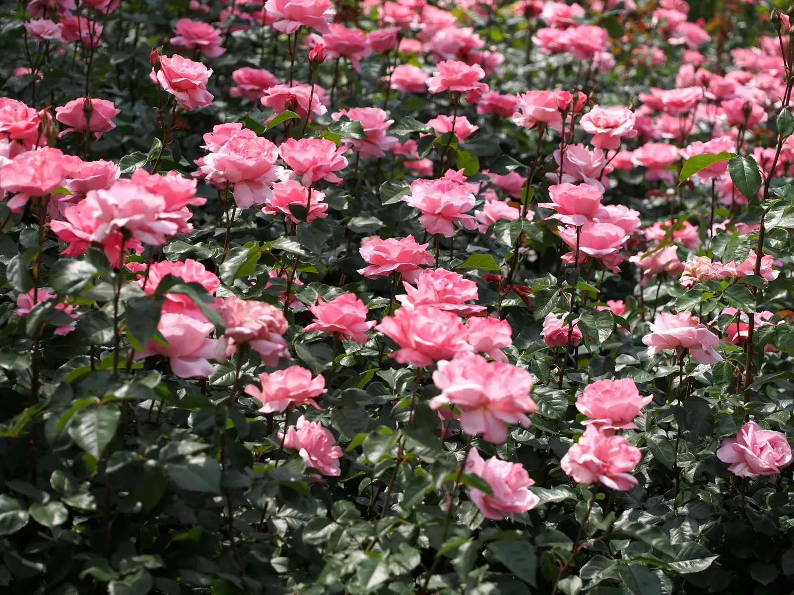 Queen Elizabeth Rose (Rosa 'Queen Elizabeth') — Each flower comprises a high-centered form with 35 to 40 petals; it can attain a height of 4 to 6, image 77