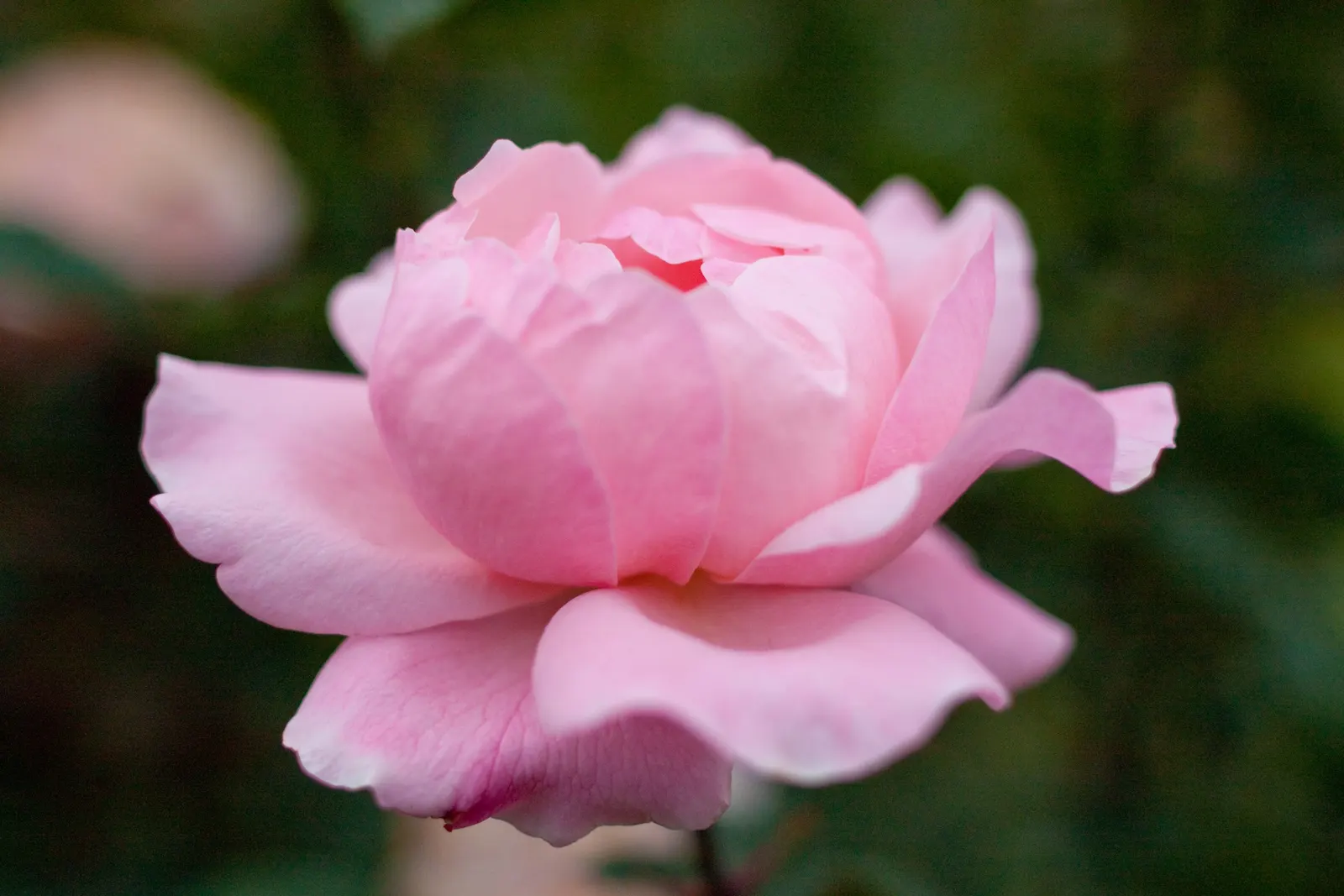 Queen Elizabeth Rose (Rosa 'Queen Elizabeth') — is an elegant grandiflora cultivar that presents a classic touch to any garden landscape; making it, image 94
