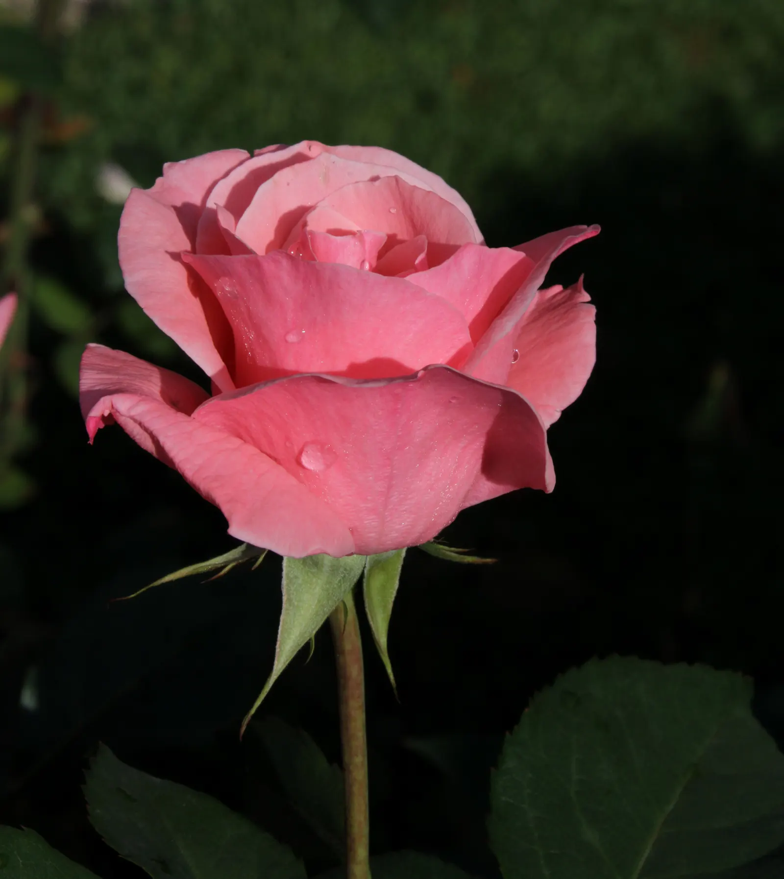 Queen Elizabeth Rose (Rosa 'Queen Elizabeth') — Its regal bearing and lovely blossoms honor the monarch it is named after