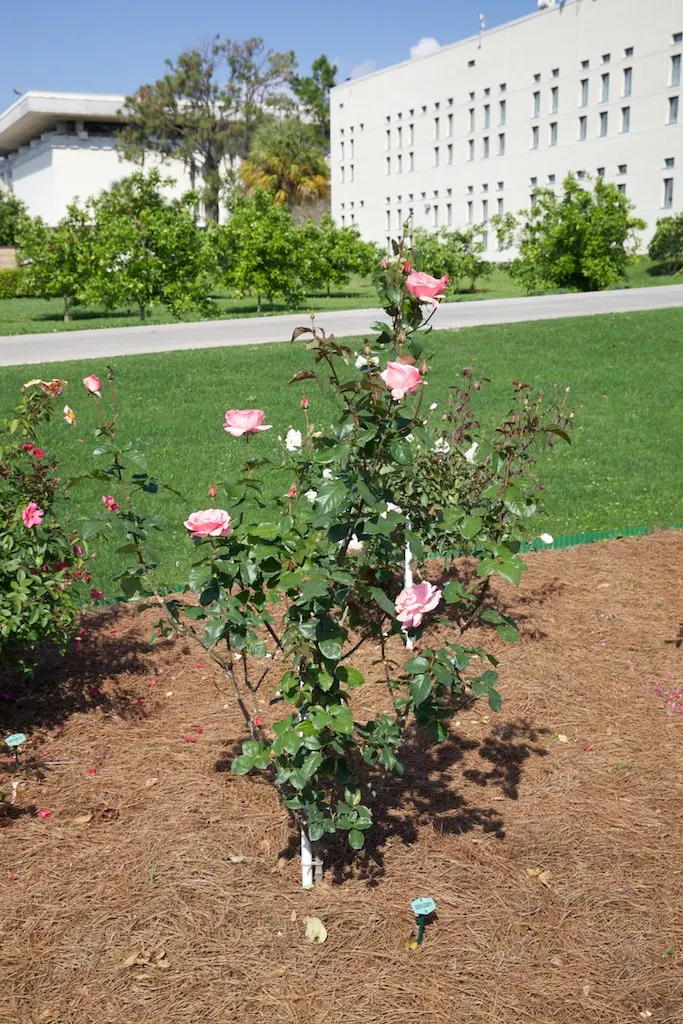 Queen Elizabeth Rose (Rosa 'Queen Elizabeth') — It requires fertile, well-drained soil and benefits from a deep watering routine, especially during dry spells