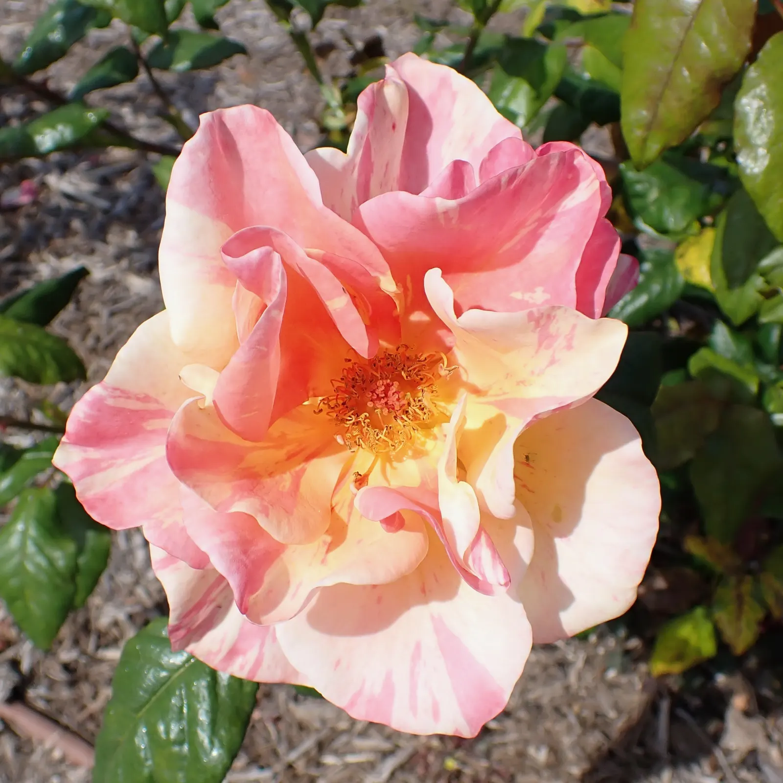 Queen Elizabeth Rose (Rosa 'Queen Elizabeth') — The Rosa 'Queen Elizabeth' is a stately grandiflora with an erect habit; hardy in USDA zones 5-9, image 67