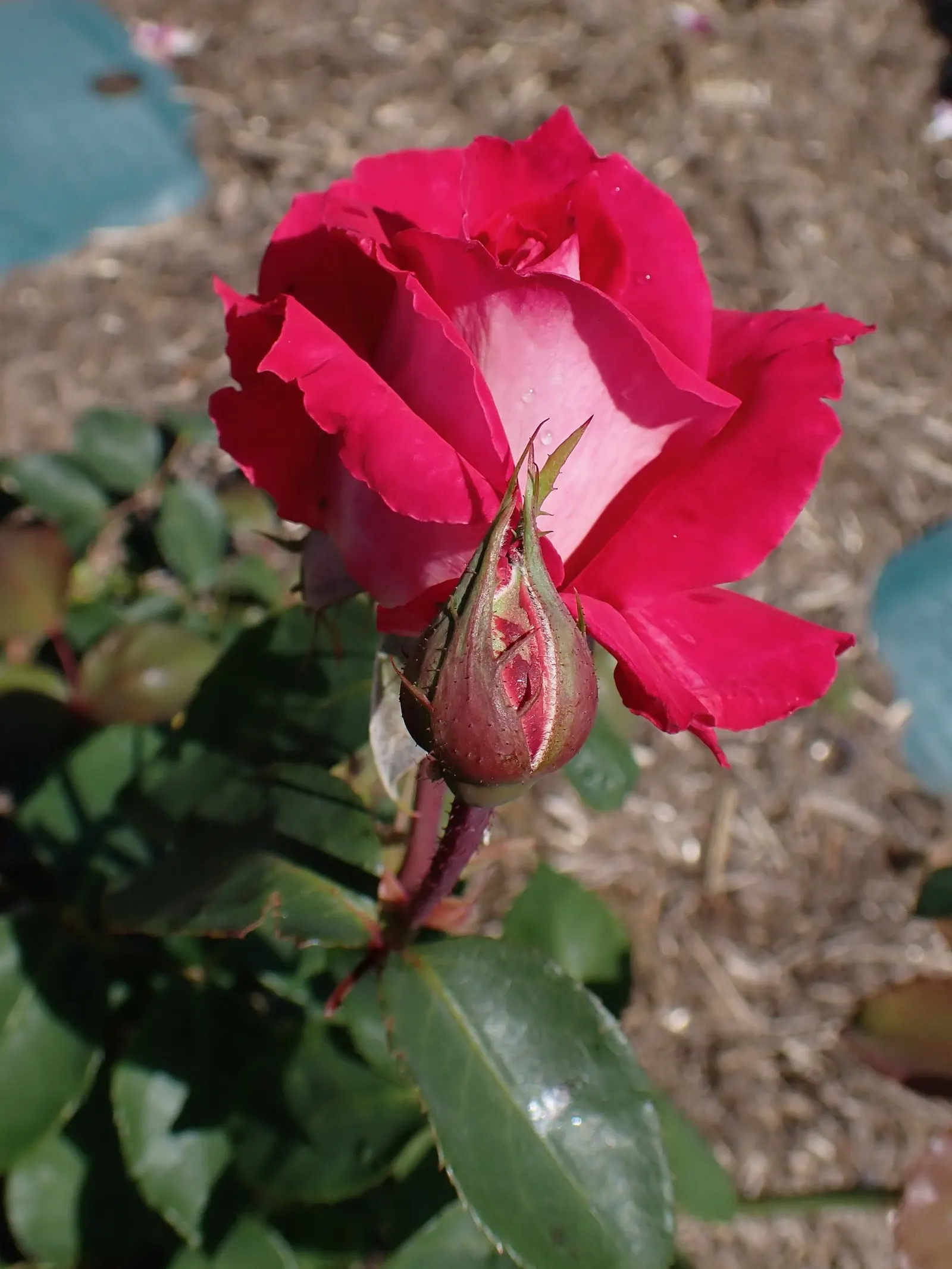 Queen Elizabeth Rose (Rosa 'Queen Elizabeth') — pink flowers in the garden