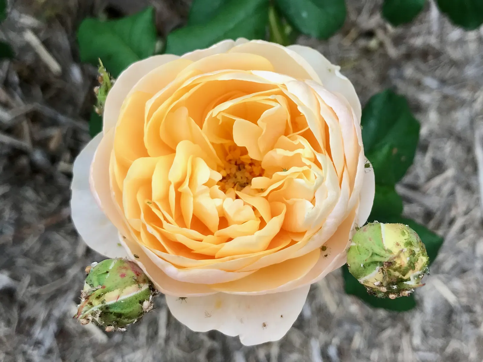 Queen Elizabeth Rose (Rosa 'Queen Elizabeth') — radiating a soft pink hue that adds a serene color palette to your garden design; it requires fertile