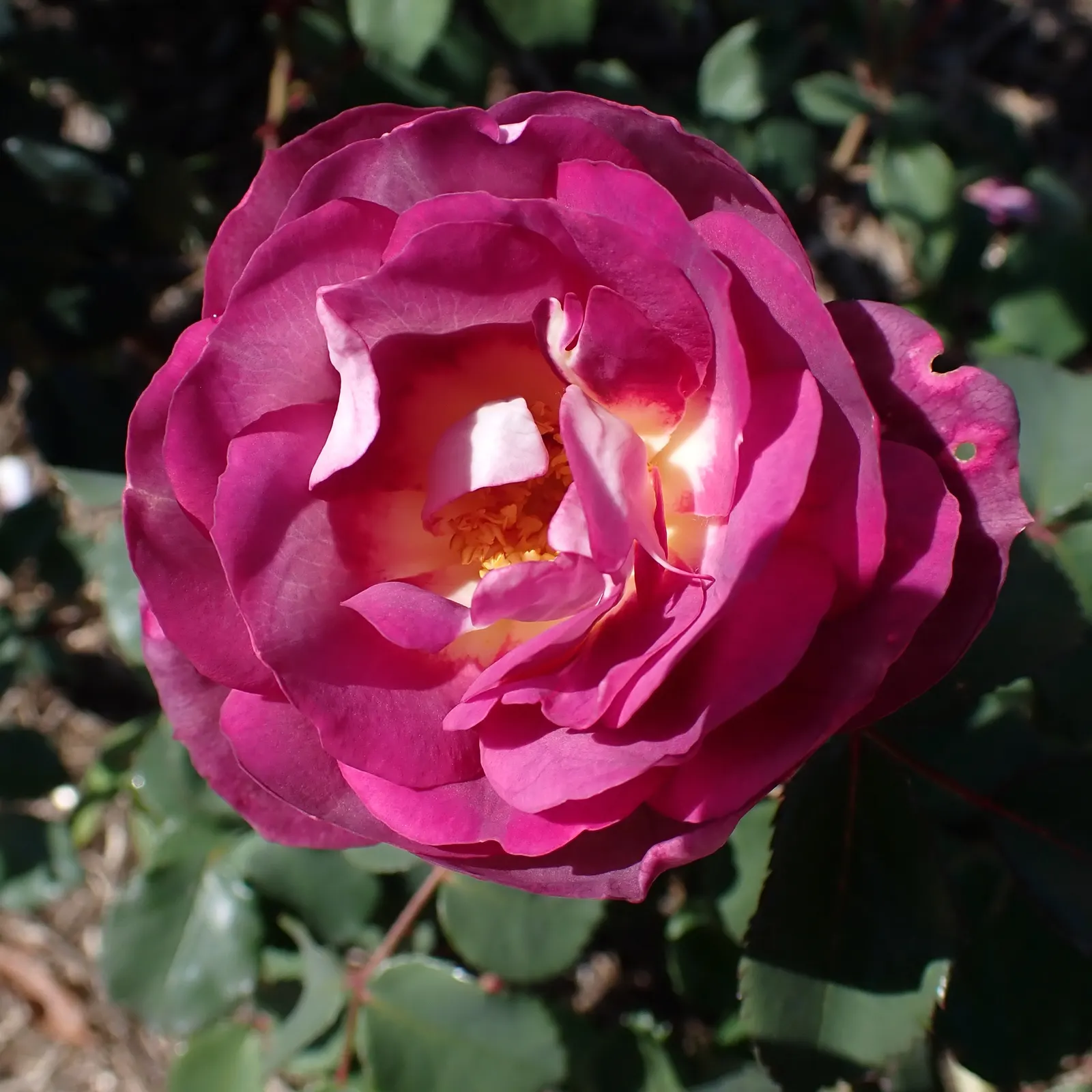 Queen Elizabeth Rose (Rosa 'Queen Elizabeth') — Its regal bearing and lovely blossoms honor the monarch it is named after; its mild fragrance is, image 84