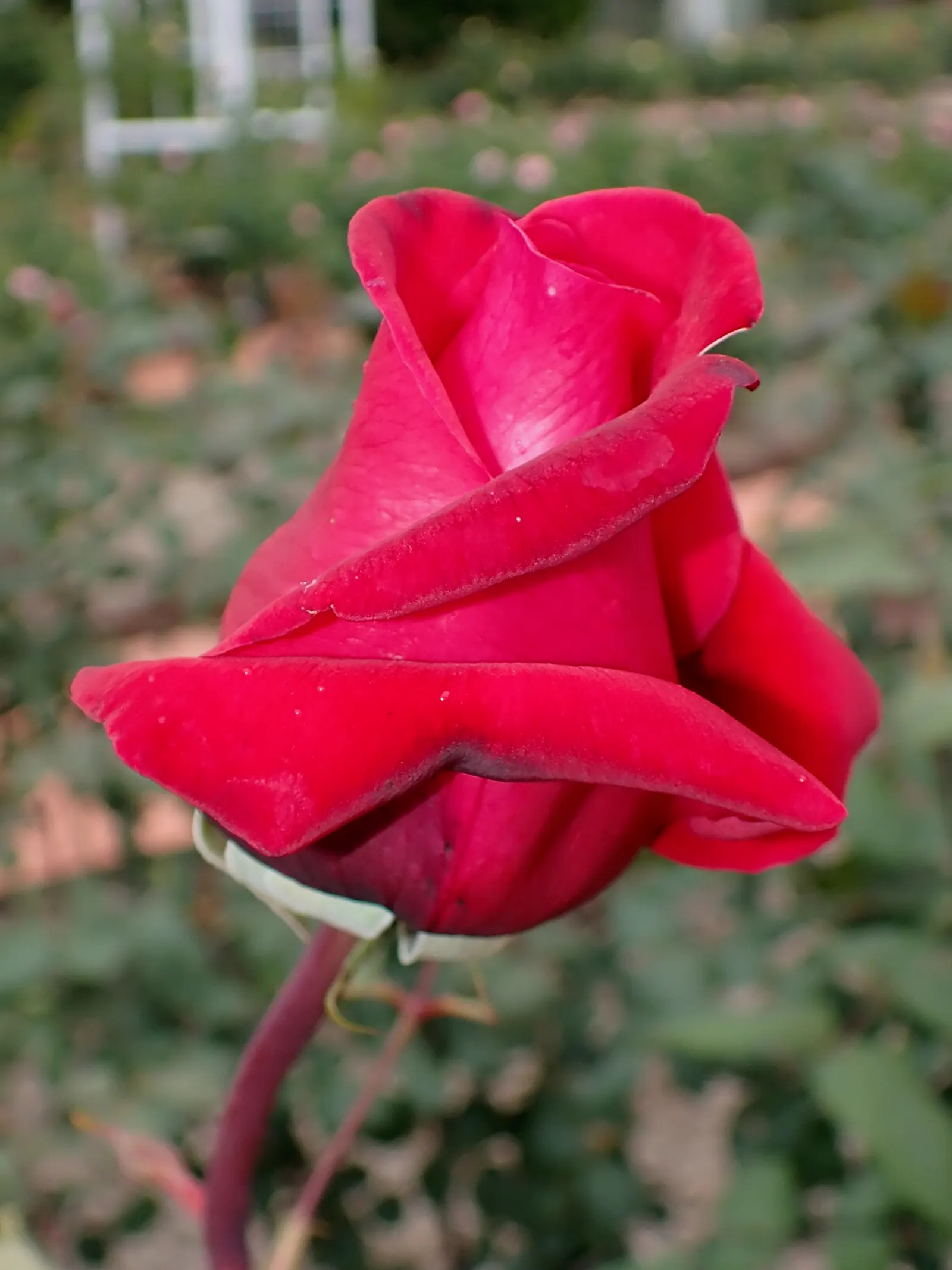 Queen Elizabeth Rose (Rosa 'Queen Elizabeth') — this rose continuously produces large blooms about 3 to 4 inches in diameter; the Rosa 'Queen, image 76