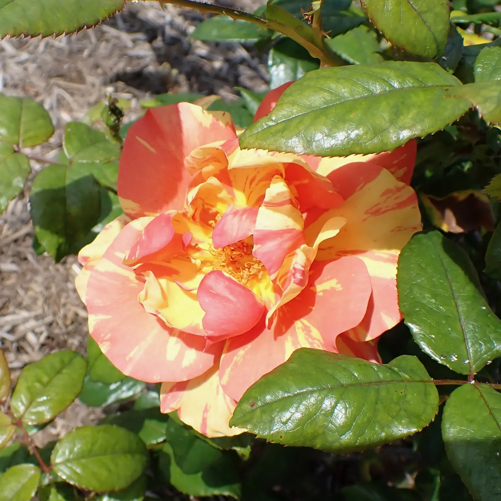 Queen Elizabeth Rose (Rosa 'Queen Elizabeth') — Known for its statuesque growth