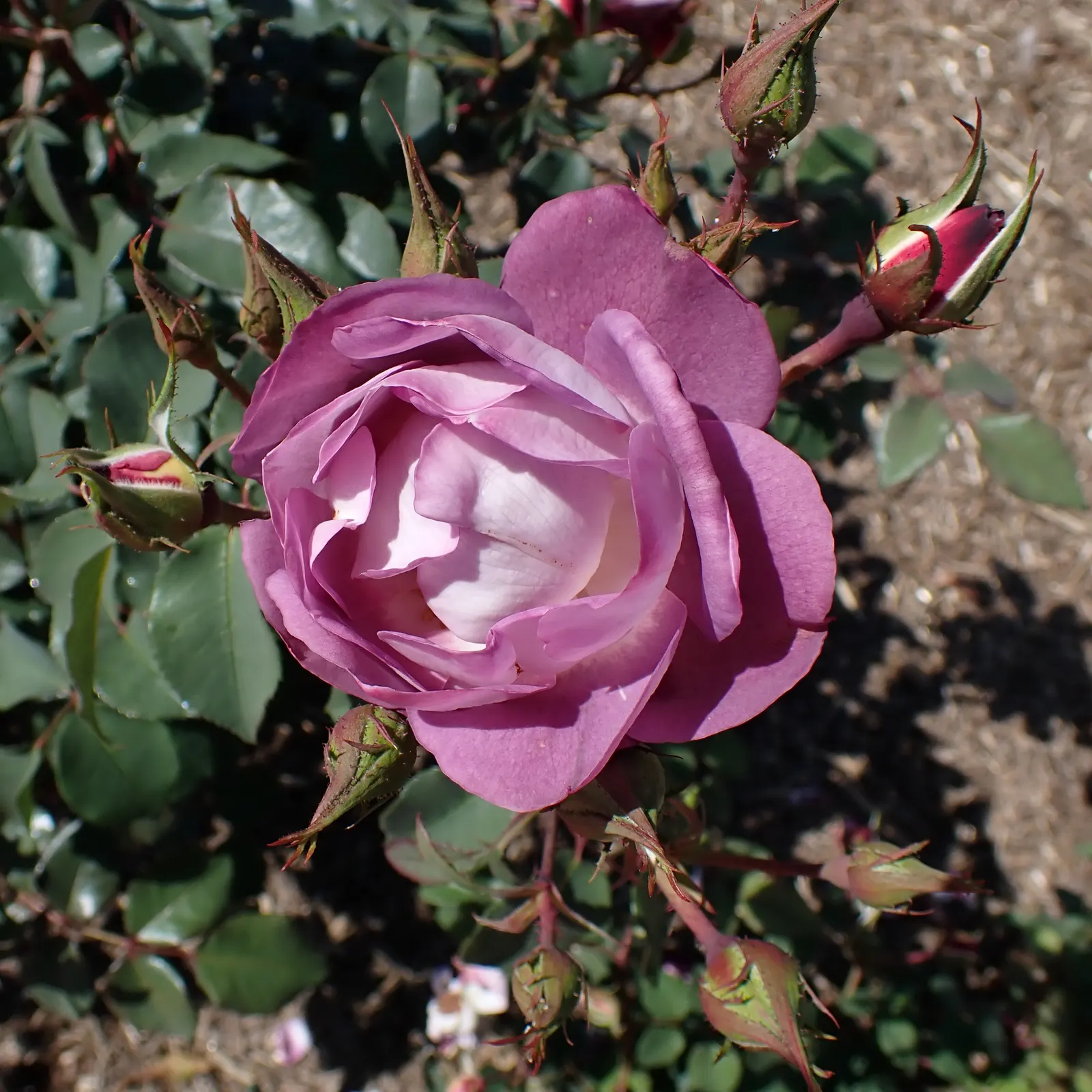 Queen Elizabeth Rose (Rosa 'Queen Elizabeth') — commonly known as the Queen Elizabeth Rose; this rose continuously produces large blooms about 3 to, image 49
