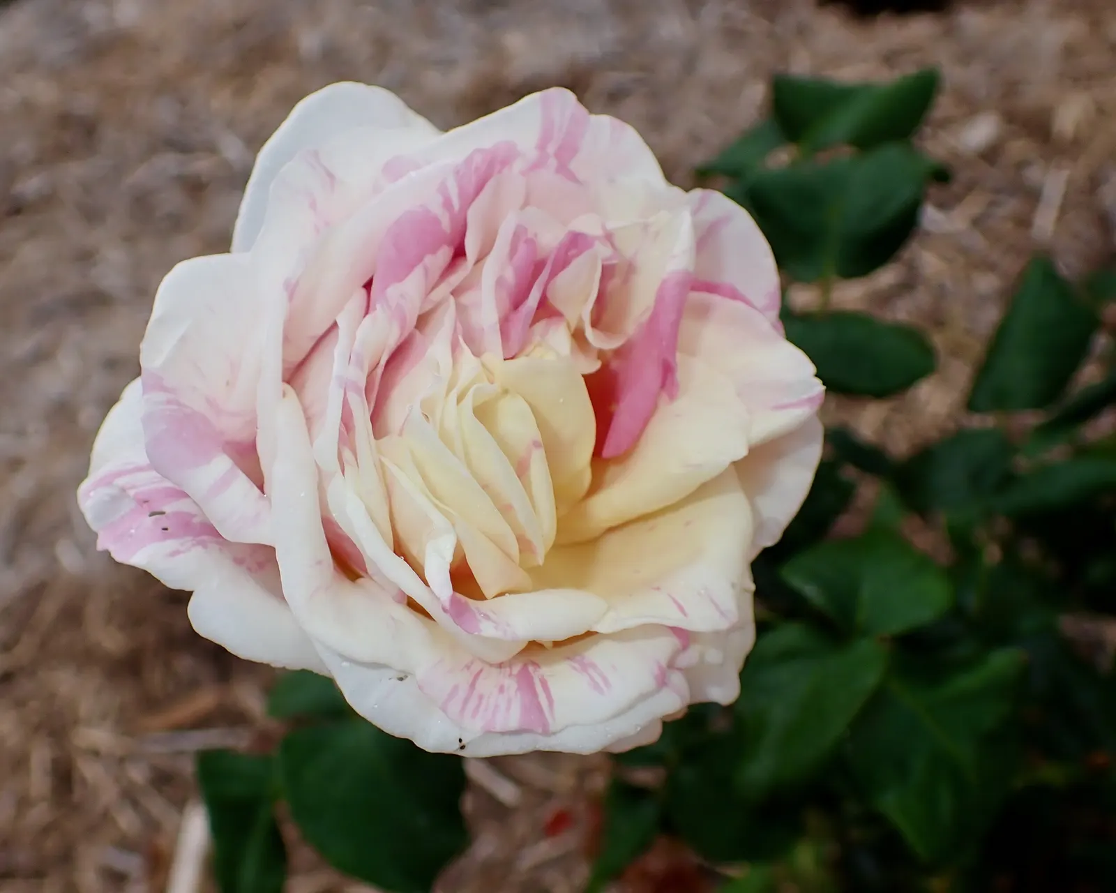 Queen Elizabeth Rose (Rosa 'Queen Elizabeth') — Esteemed for its profuse, pink blooms with a mild fragrance, it flourishes in well-drained loam, image 47