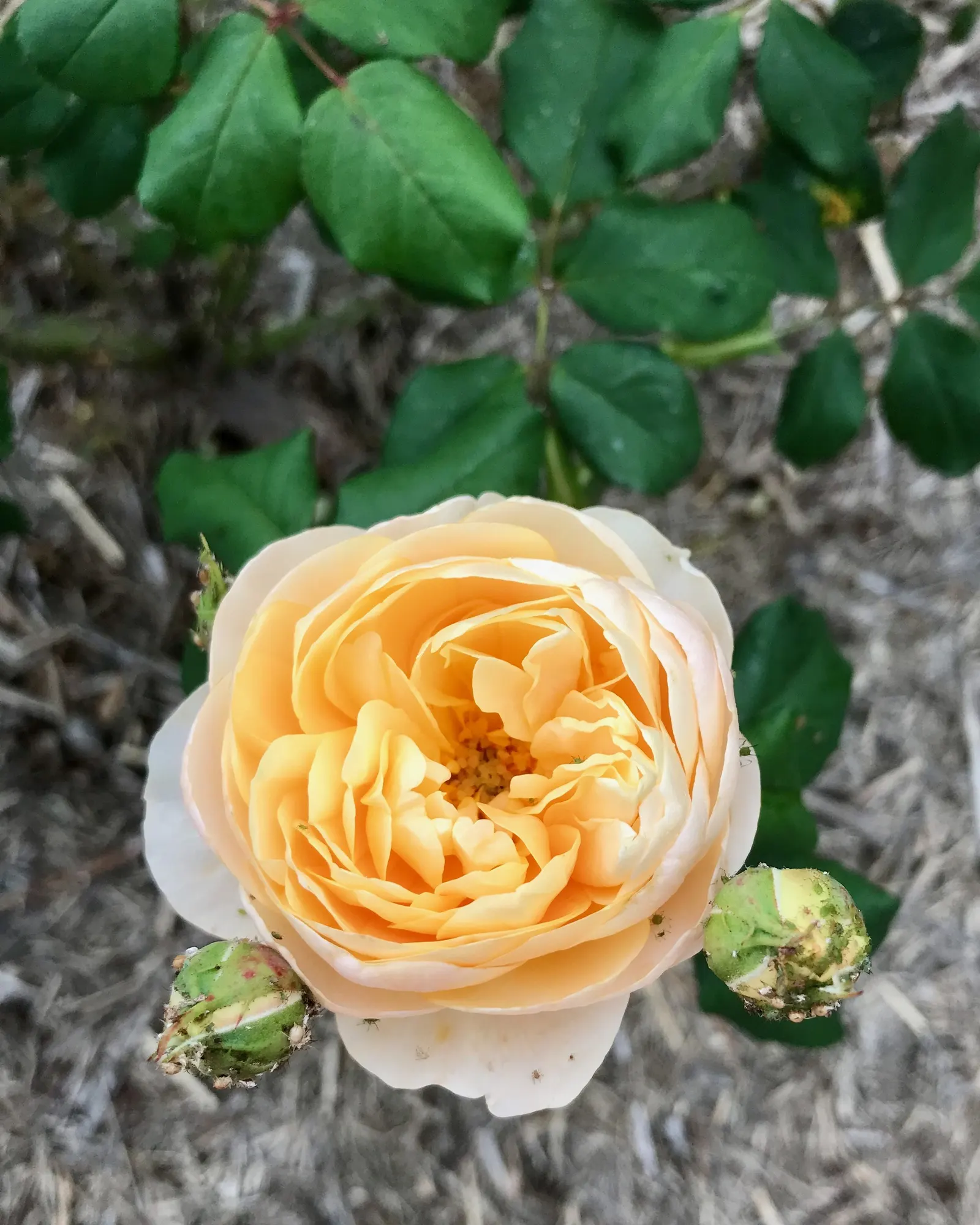 Queen Elizabeth Rose (Rosa 'Queen Elizabeth') — shrub for full or half