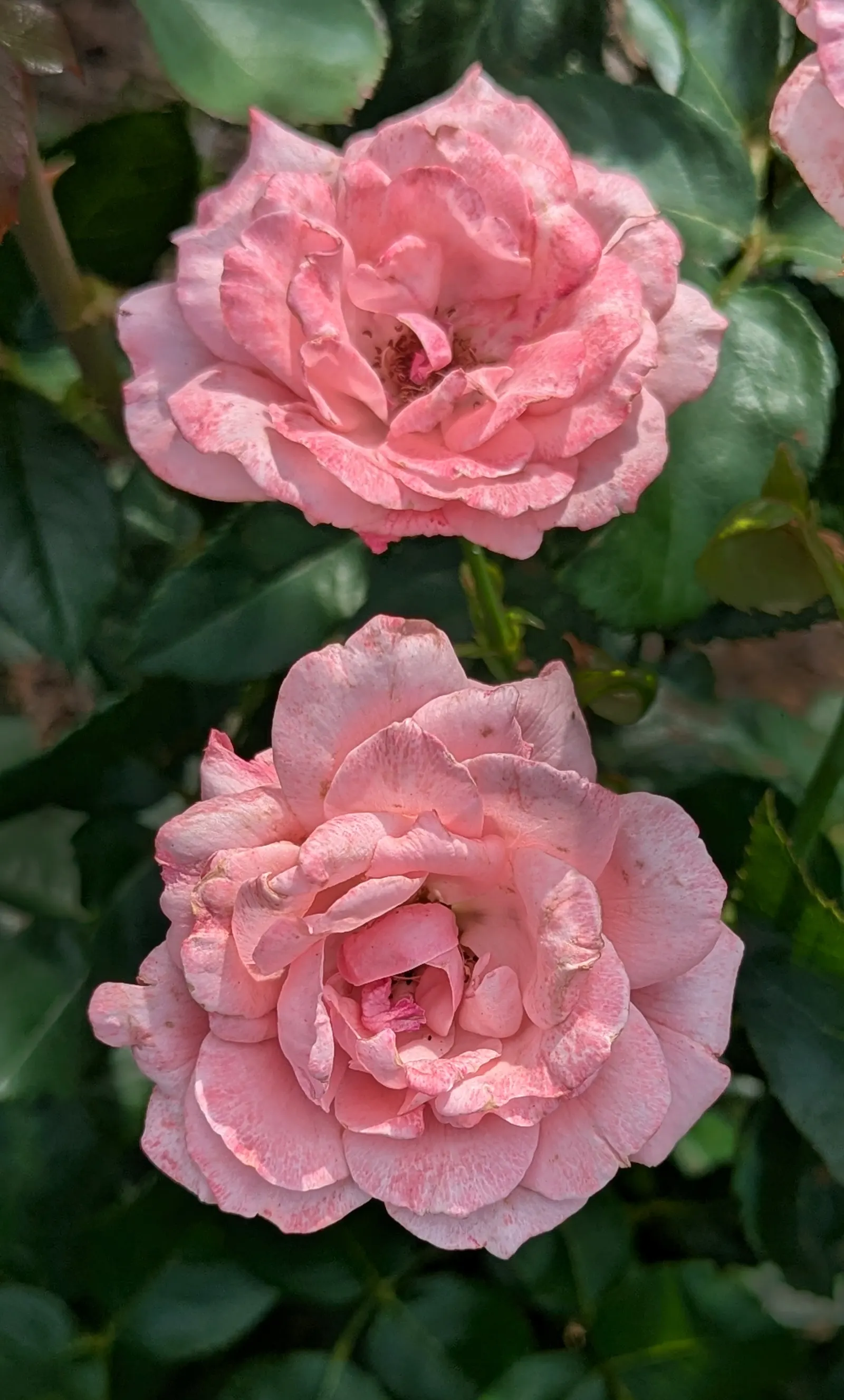 Queen Elizabeth Rose (Rosa 'Queen Elizabeth') — commonly known as the Queen Elizabeth Rose; this rose continuously produces large blooms about 3 to, image 71