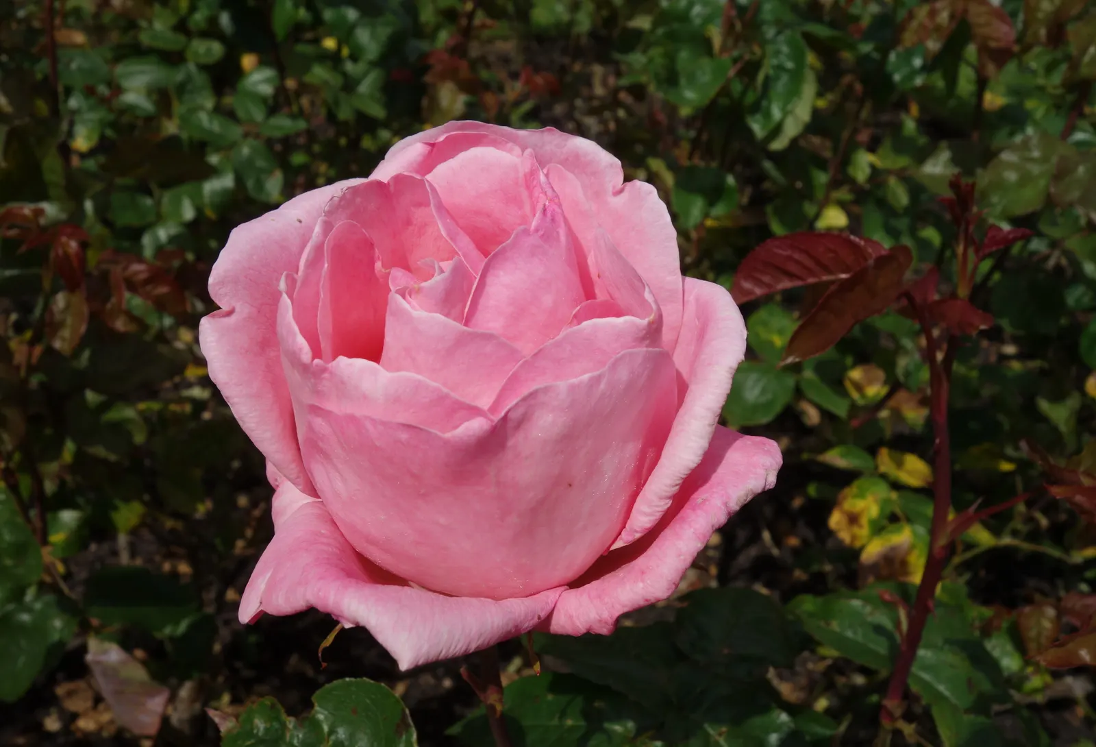 Queen Elizabeth Rose (Rosa 'Queen Elizabeth') — It requires fertile, well-drained soil and benefits from a deep watering routine, especially during, image 59