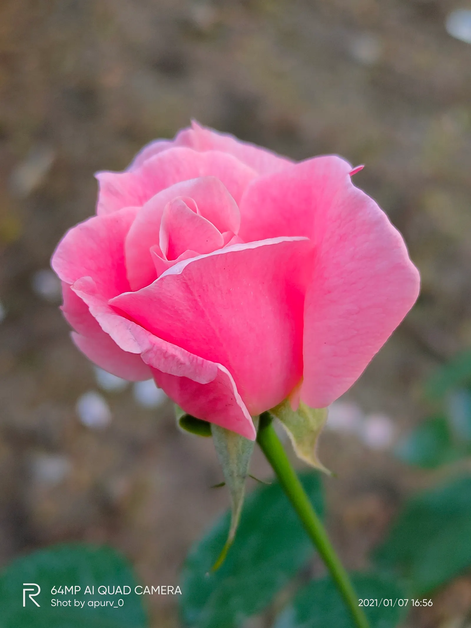 Queen Elizabeth Rose (Rosa 'Queen Elizabeth') — Each flower comprises a high-centered form with 35 to 40 petals