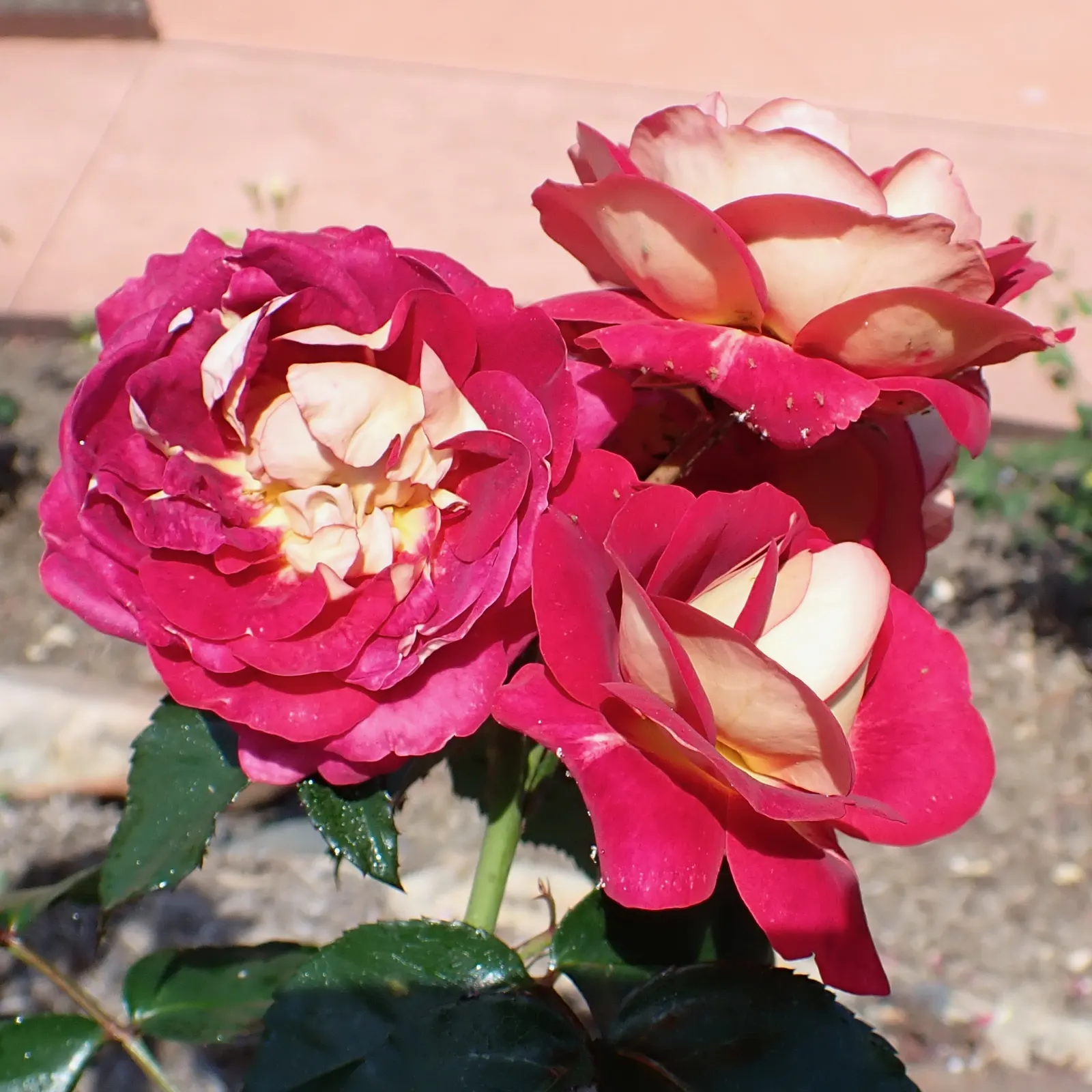 Queen Elizabeth Rose (Rosa 'Queen Elizabeth') — adding a noble flair to any garden setting; pink flowers in the garden