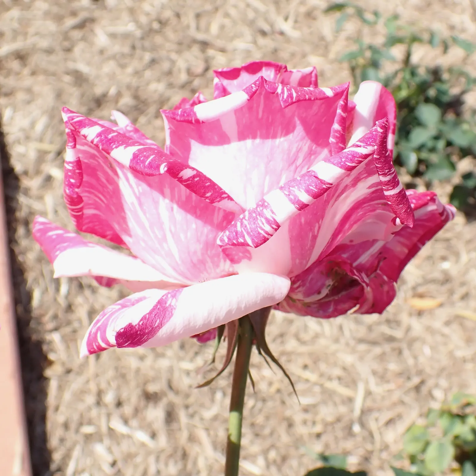 Queen Elizabeth Rose (Rosa 'Queen Elizabeth') — pink flowers in the garden; commonly known as the Queen Elizabeth Rose