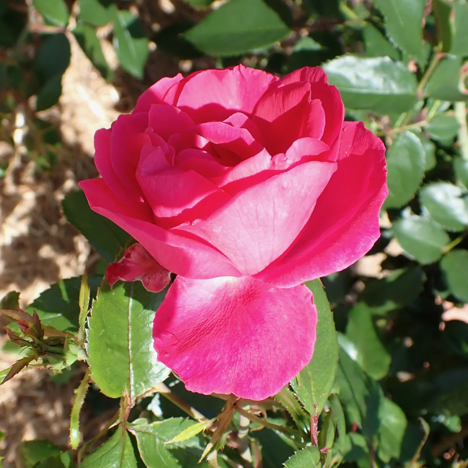 Queen Elizabeth Rose (Rosa 'Queen Elizabeth') — this rose continuously produces large blooms about 3 to 4 inches in diameter; the Rosa 'Queen Elizabeth' is a