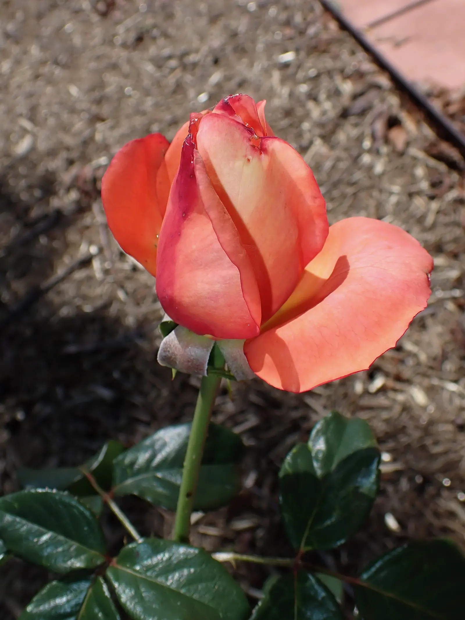 Queen Elizabeth Rose (Rosa 'Queen Elizabeth') — it can attain a height of 4 to 6 feet with a spread of around 2 to 3 feet; demanding presence within a mixed