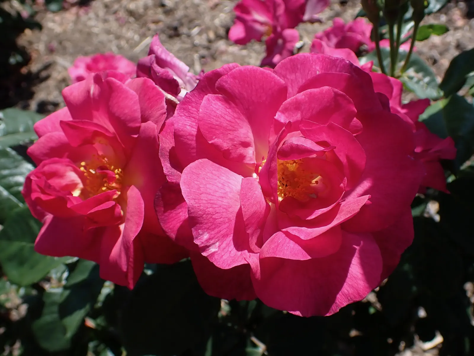 Queen Elizabeth Rose (Rosa 'Queen Elizabeth') — shrub with pink blooms; radiating a soft pink hue that adds a serene color palette to your garden, image 65
