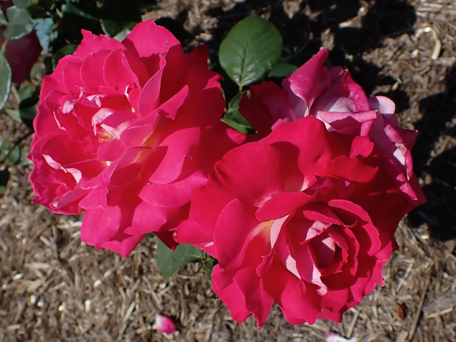 Queen Elizabeth Rose (Rosa 'Queen Elizabeth') — demanding presence within a mixed border or as a standalone specimen; particularly against rust and, image 53