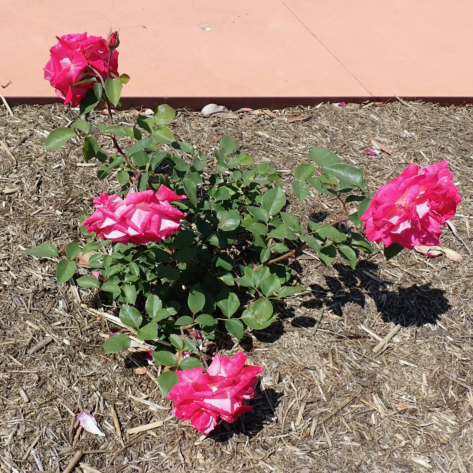 Queen Elizabeth Rose (Rosa 'Queen Elizabeth') — Hardy in USDA zones 5-9, this perennial prefers full sun; esteemed for its profuse, pink blooms, image 92