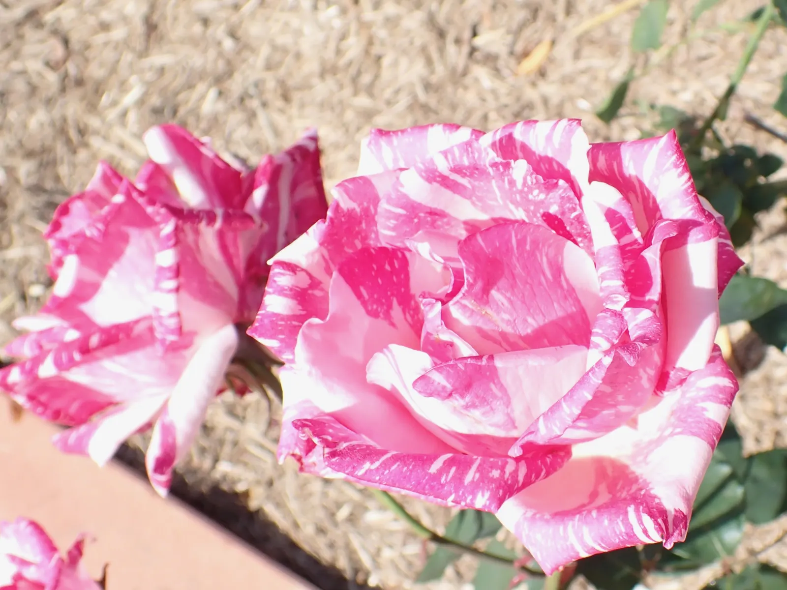 Queen Elizabeth Rose (Rosa 'Queen Elizabeth') — commonly known as the Queen Elizabeth Rose