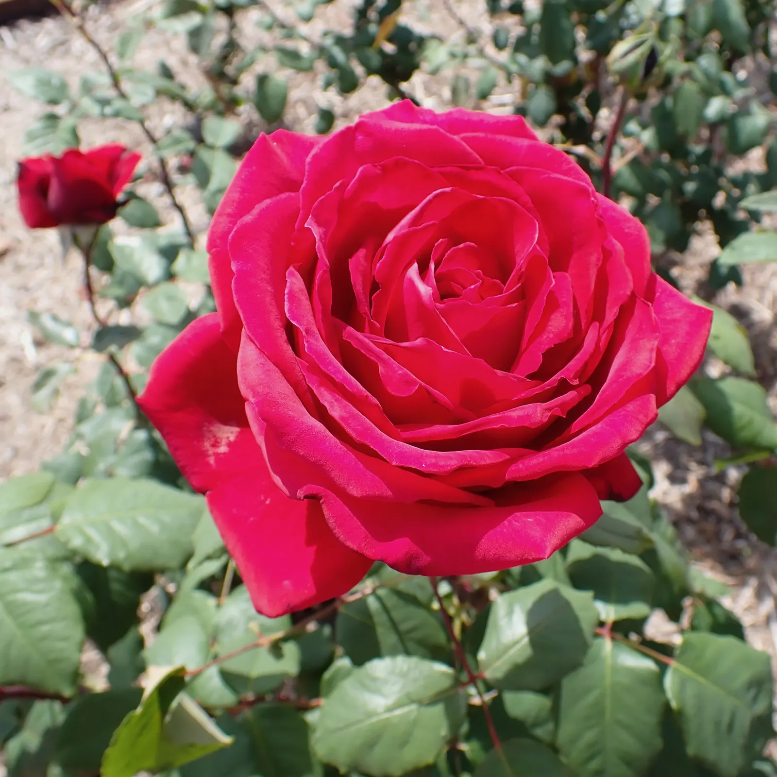 Queen Elizabeth Rose (Rosa 'Queen Elizabeth') — this rose continuously produces large blooms about 3 to 4 inches in diameter; the Rosa 'Queen, image 54