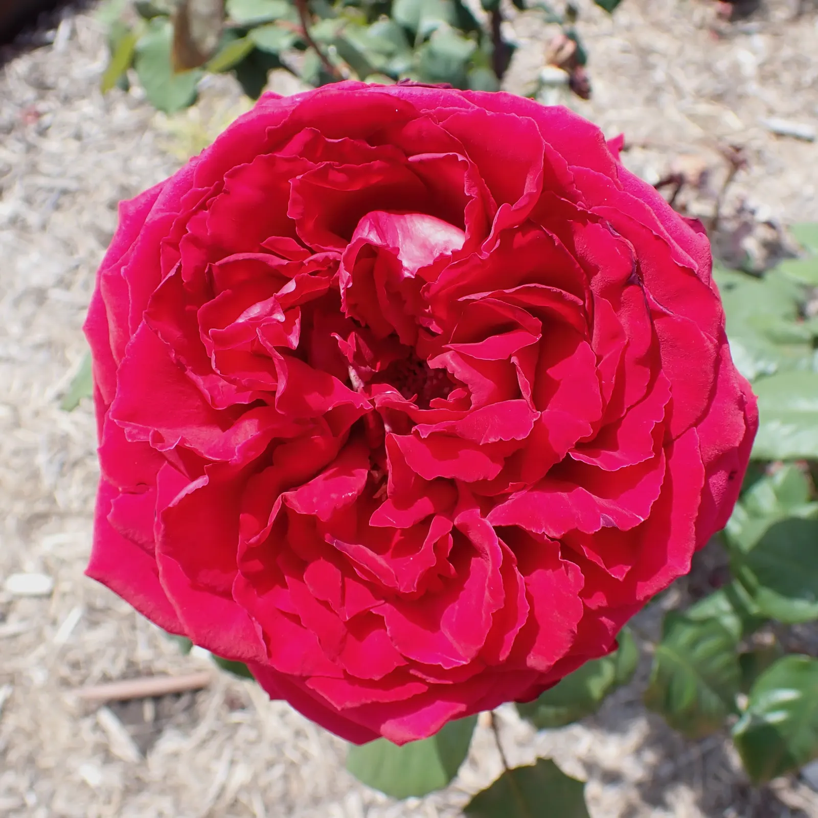 Queen Elizabeth Rose (Rosa 'Queen Elizabeth') — adding a noble flair to any garden setting; pink flowers in the garden, image 63