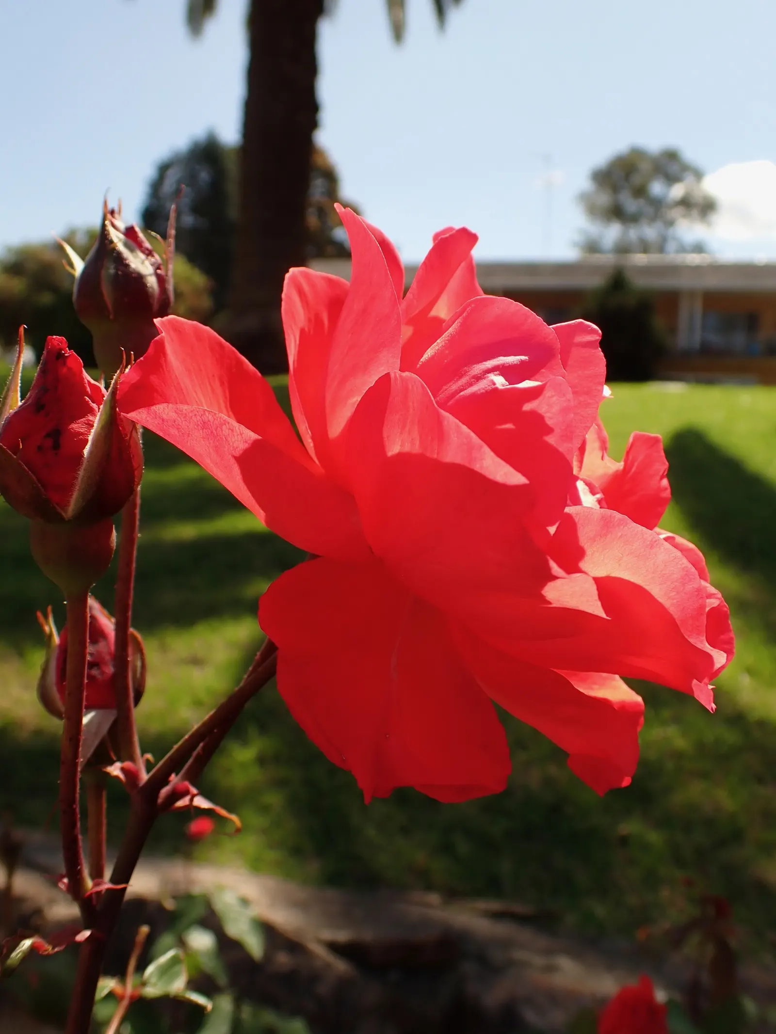 Queen Elizabeth Rose (Rosa 'Queen Elizabeth') — this rose continuously produces large blooms about 3 to 4 inches in diameter