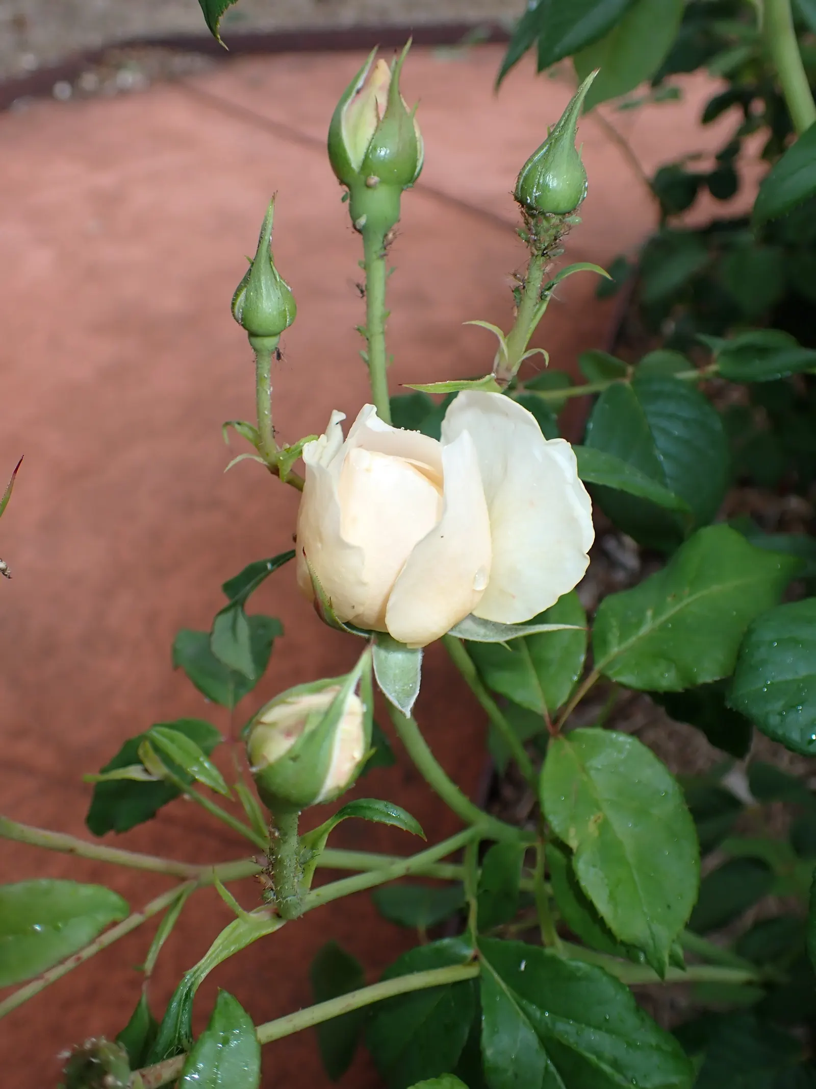 Queen Elizabeth Rose (Rosa 'Queen Elizabeth') — is an elegant grandiflora cultivar that presents a classic touch to any garden landscape