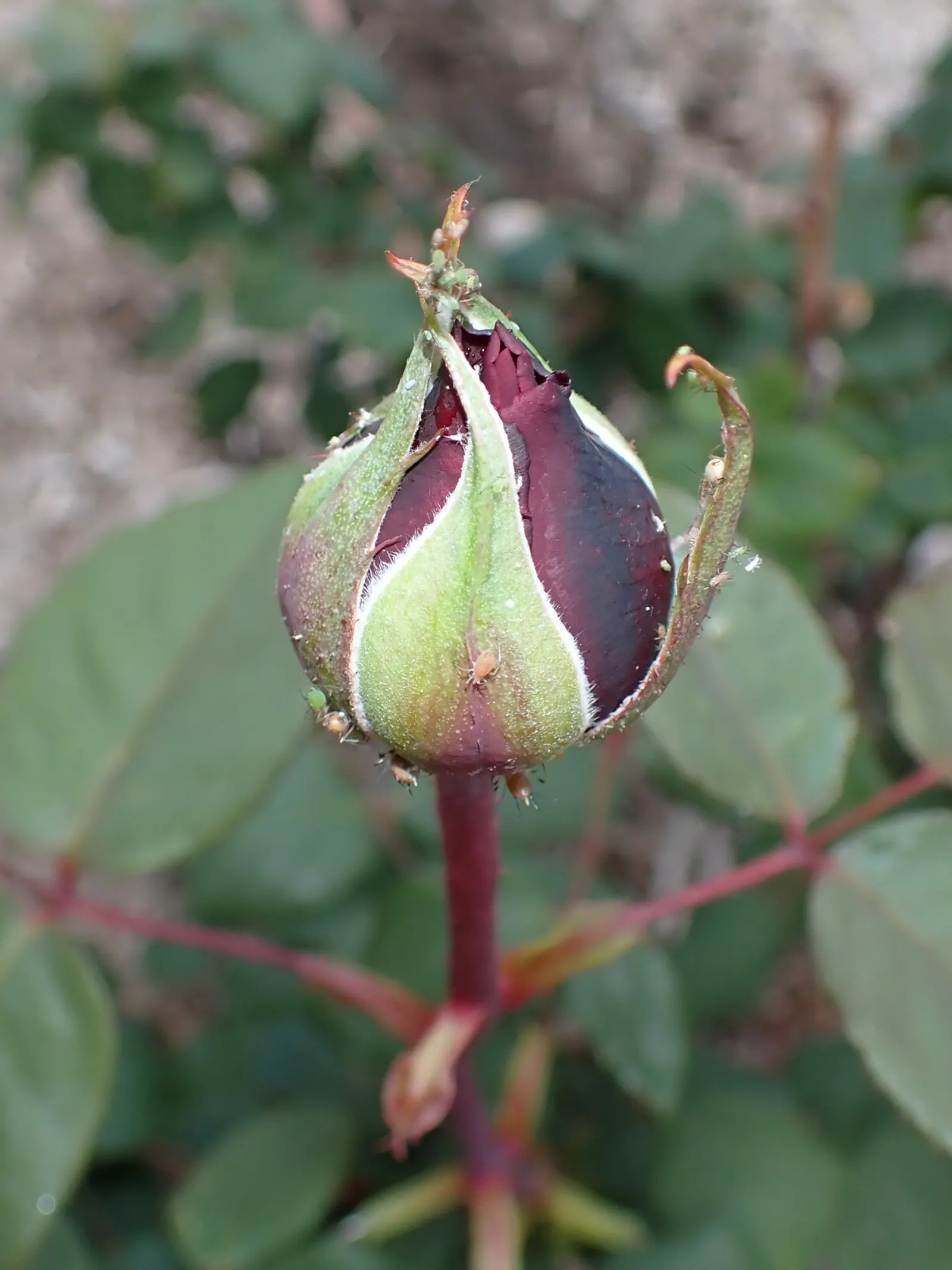 Queen Elizabeth Rose (Rosa 'Queen Elizabeth') — It requires fertile, well-drained soil and benefits from a deep watering routine, especially during, image 81