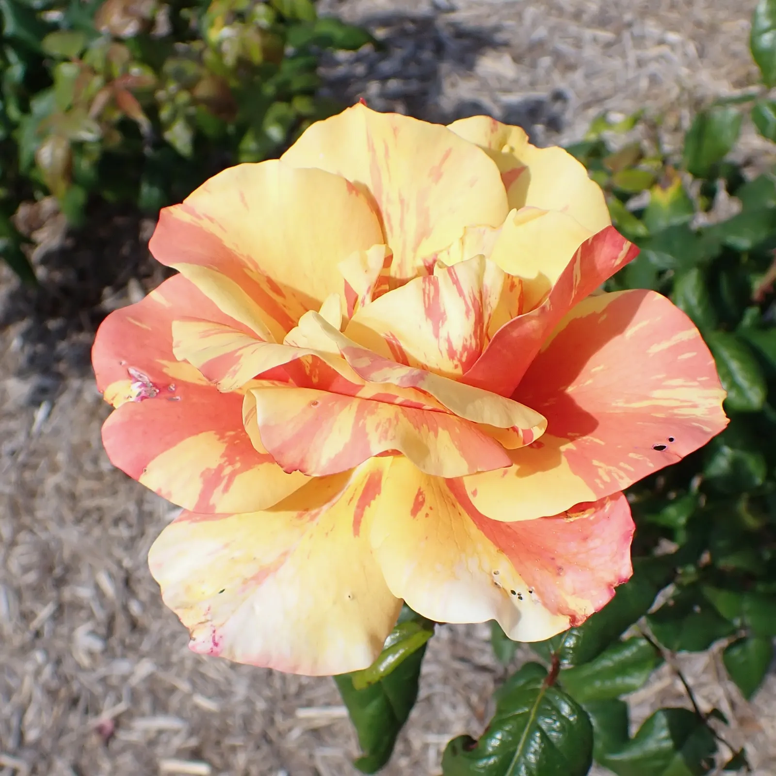 Queen Elizabeth Rose (Rosa 'Queen Elizabeth') — Known for its statuesque growth; reaching up to 5-7 feet in height and spreading 3-4 feet wide, image 73