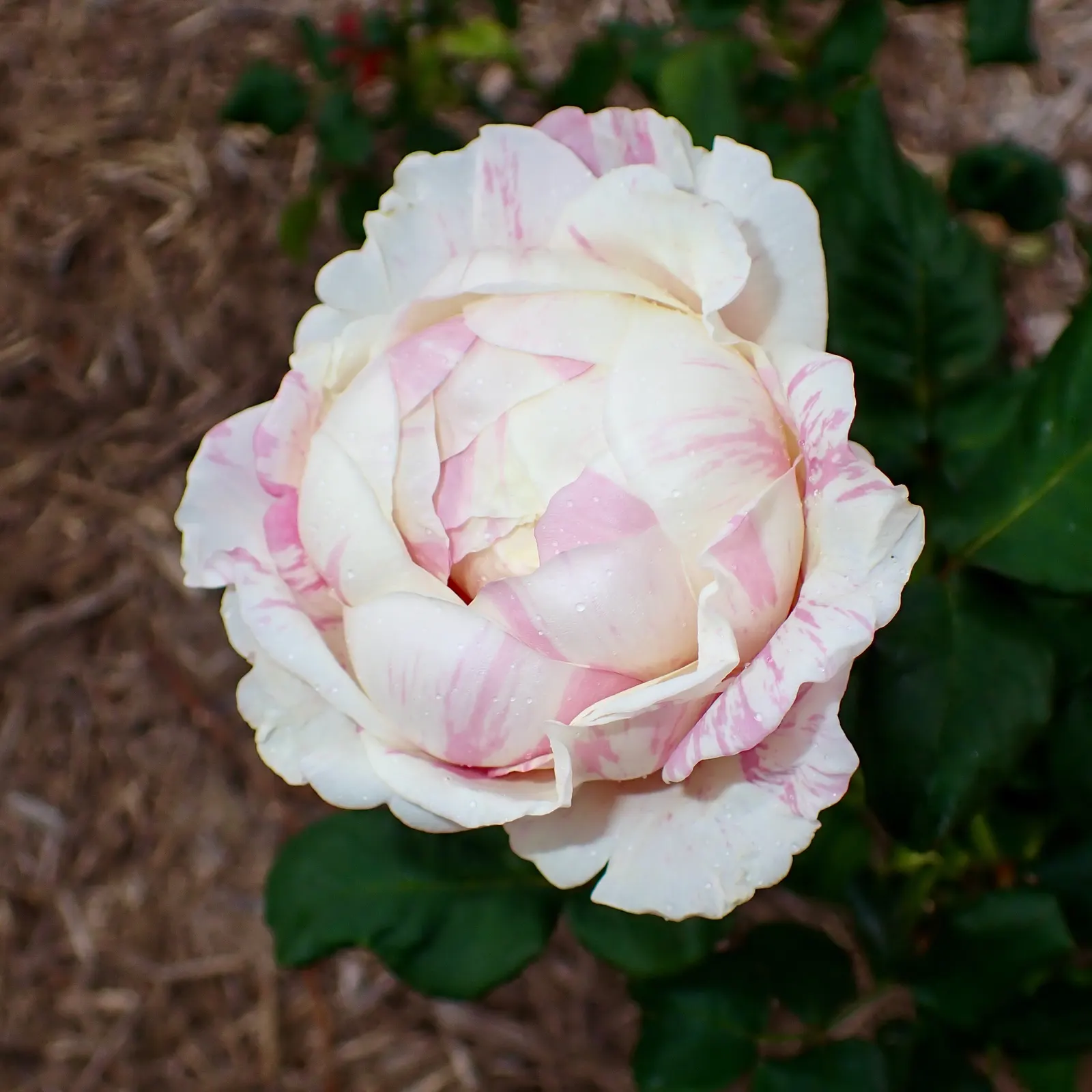 Queen Elizabeth Rose (Rosa 'Queen Elizabeth') — The Rosa 'Queen Elizabeth' is a stately grandiflora with an erect habit; hardy in USDA zones 5-9, this