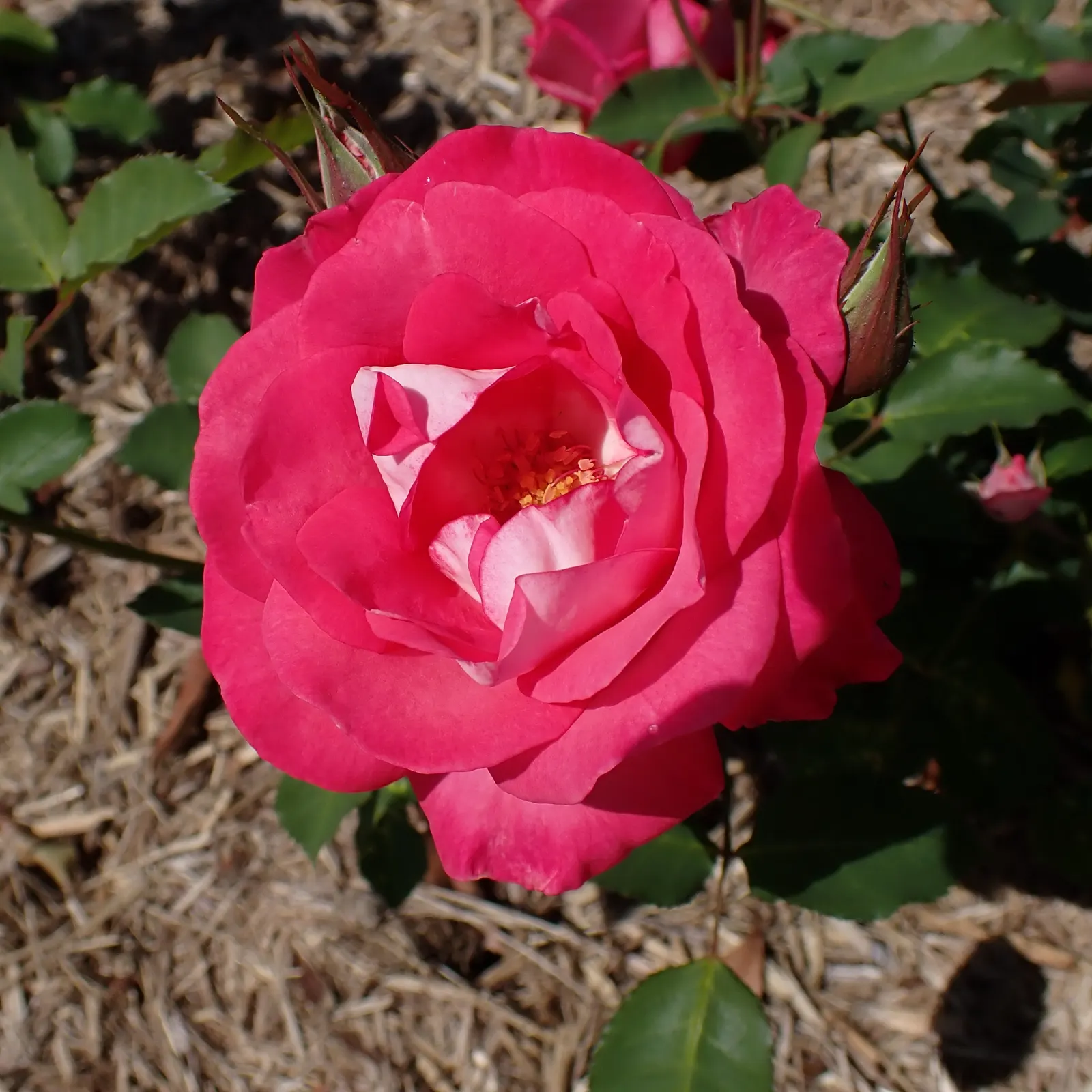 Queen Elizabeth Rose (Rosa 'Queen Elizabeth') — is an elegant grandiflora cultivar that presents a classic touch to any garden landscape; making it, image 72