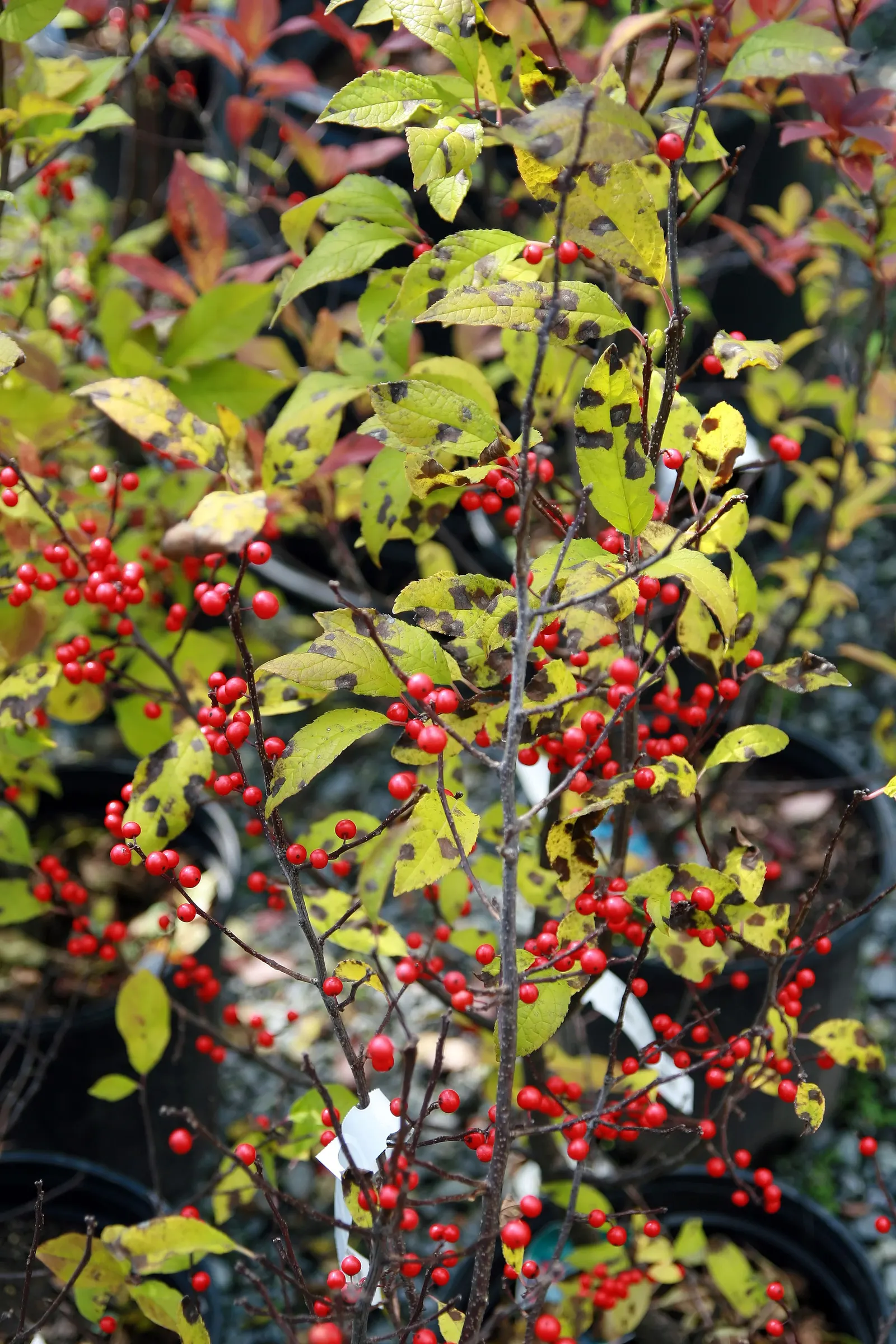 Sparkleberry Winterberry (Ilex Verticillata Hyb. 'Sparkleberry') — Plant in full sun to partial shade for best fruiting, with a 'Southern Gentleman' nearby for