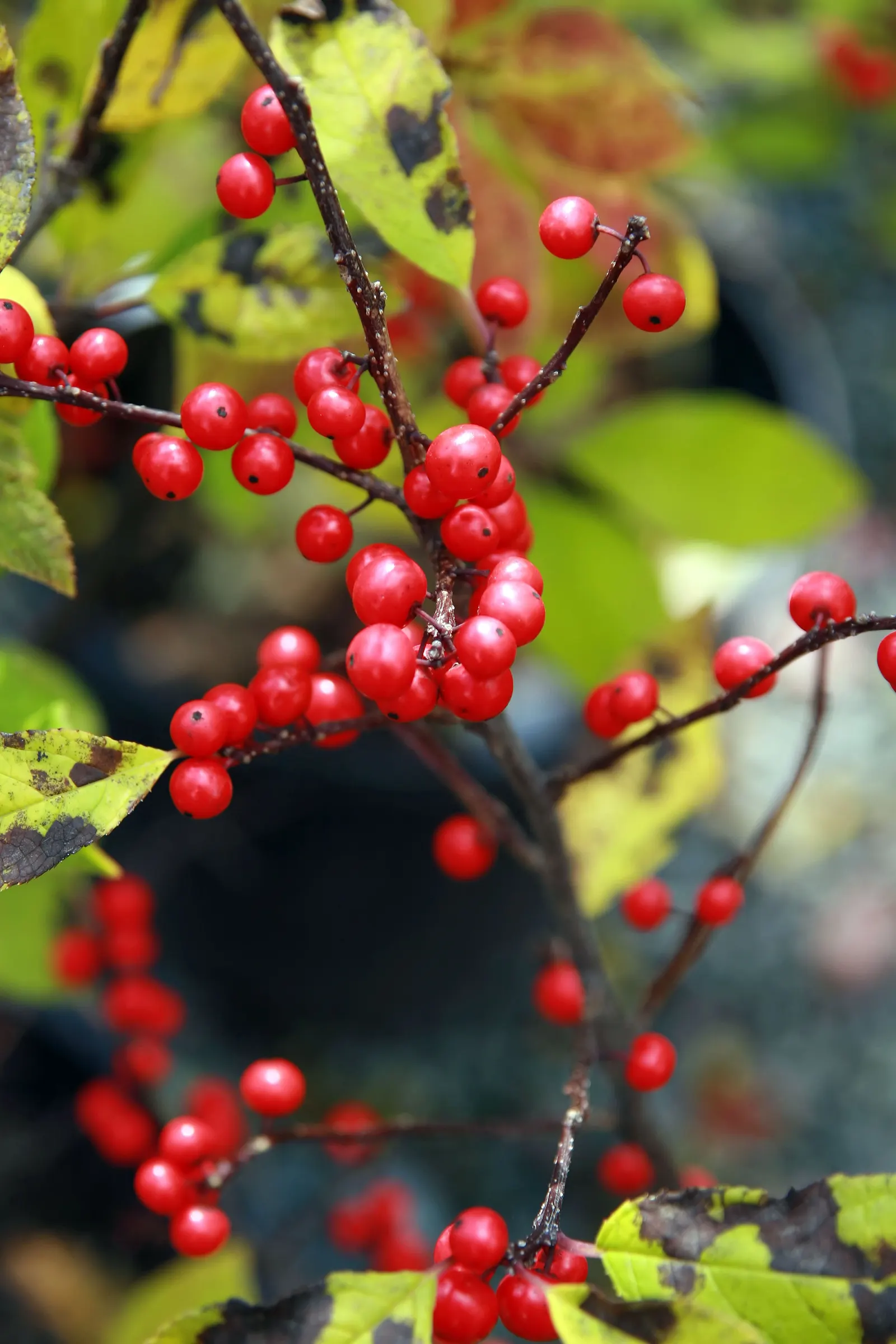 Sparkleberry Winterberry (Ilex Verticillata Hyb. 'Sparkleberry') — Ideal for wet areas and winter interest, it also provides habitat for wildlife