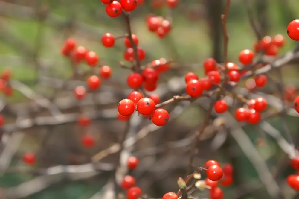 Sparkleberry Winterberry (Ilex Verticillata Hyb. 'Sparkleberry') — Reaching 6-8 ft tall with a 6-8 ft spread, it prefers acidic, well-drained soil in zones 3-9